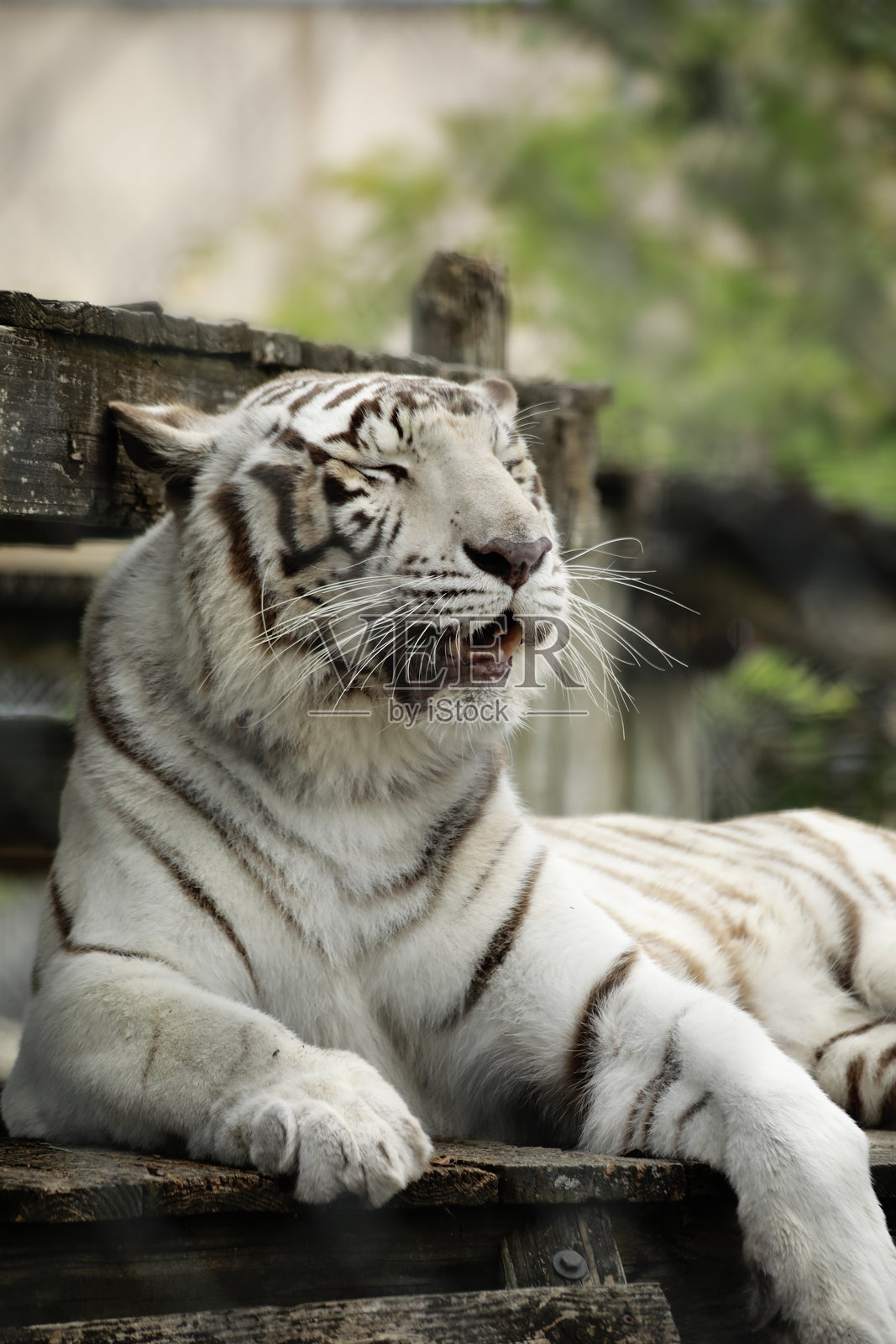 美丽的白虎照片摄影图片