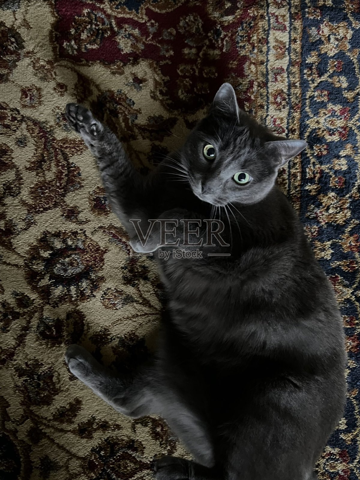 一只毛茸茸、可爱至极的小猫，拥有一双明亮好奇的眼睛。它是优雅与纯洁的象征，非常适合宠物爱好者和猫咪迷。它活泼、温柔，且萌得让人无法抗拒！照片摄影图片