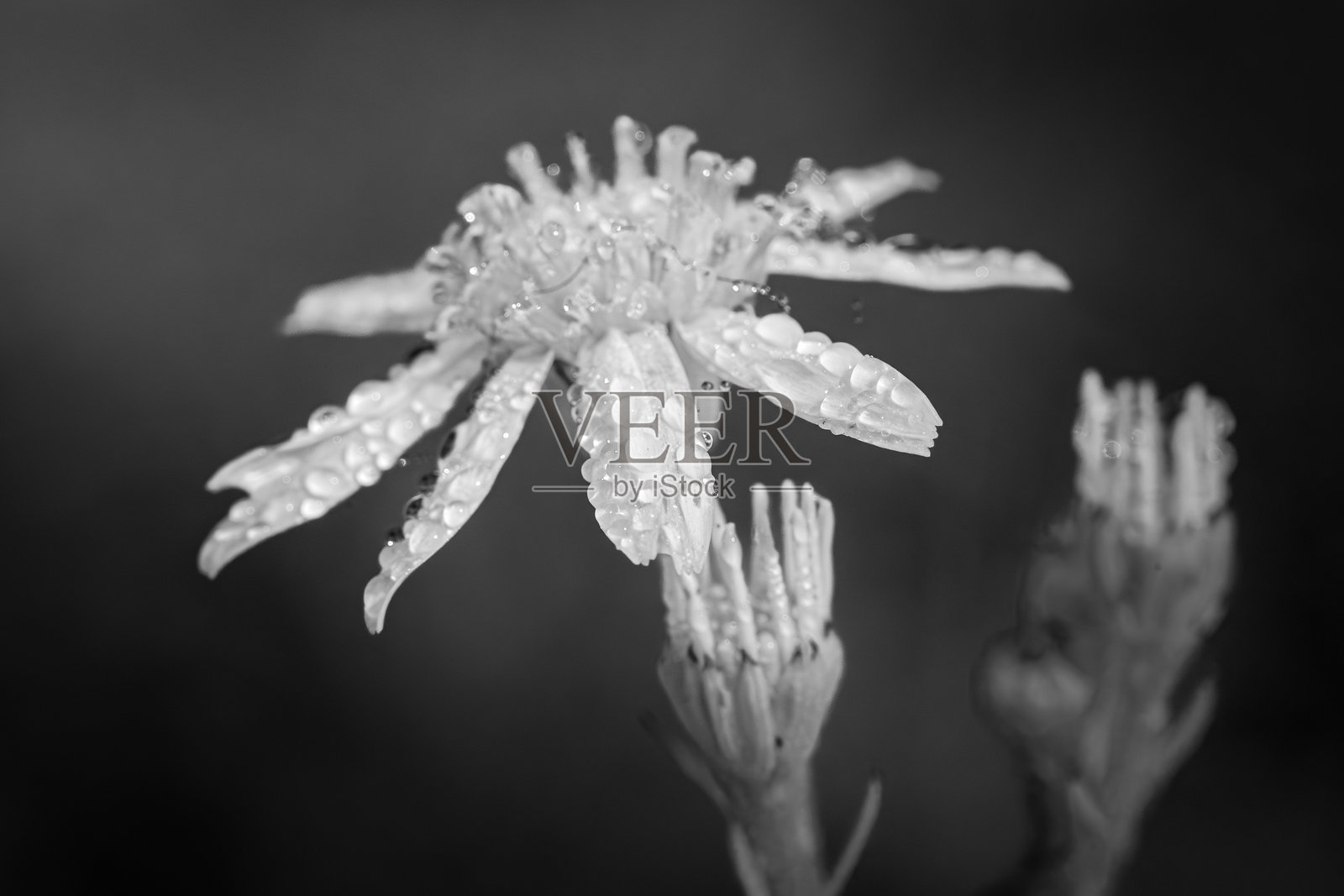 黑白的宁静瞬间照片摄影图片