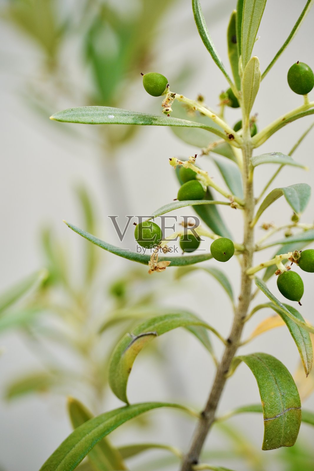 树枝上的青橄榄照片摄影图片