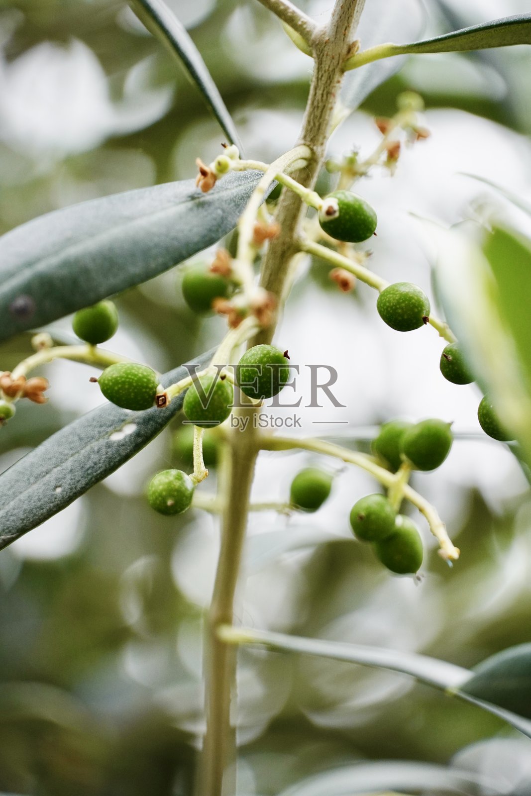 树枝上的嫩绿橄榄和干枯的花朵照片摄影图片