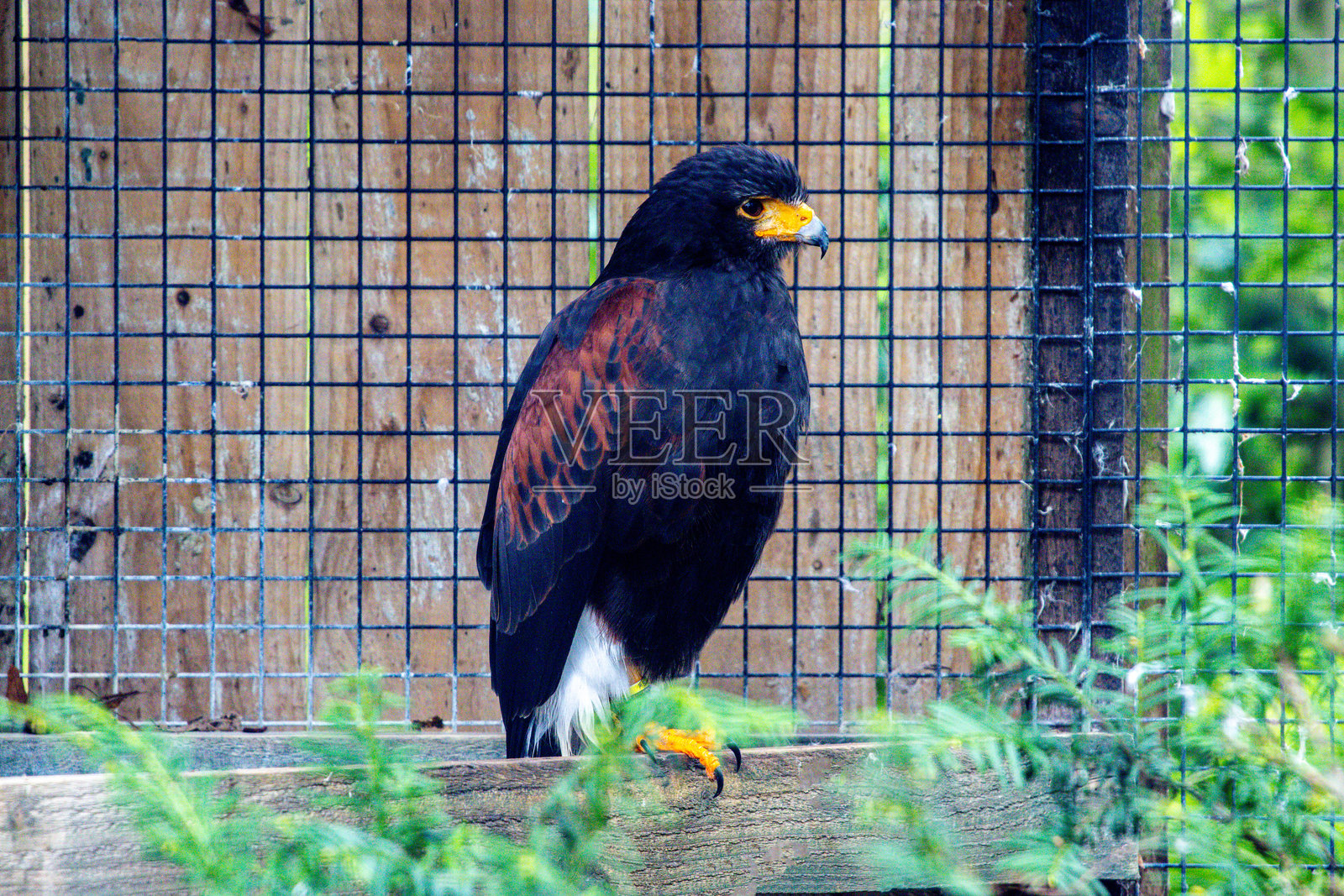 一只威风凛凛的猛禽栖息在动物园围栏内照片摄影图片