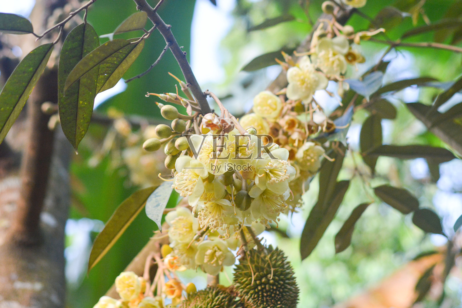 泰国金枕榴莲花，树上开花的植物特写，印度尼西亚照片摄影图片