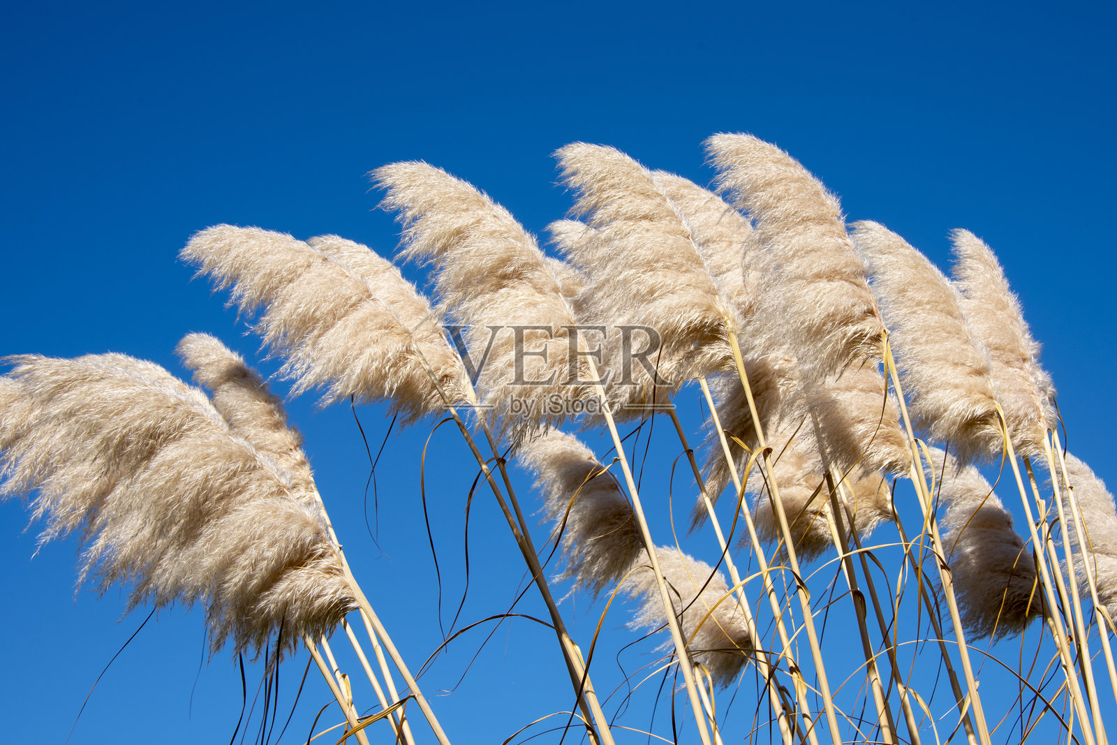 银穗草照片摄影图片