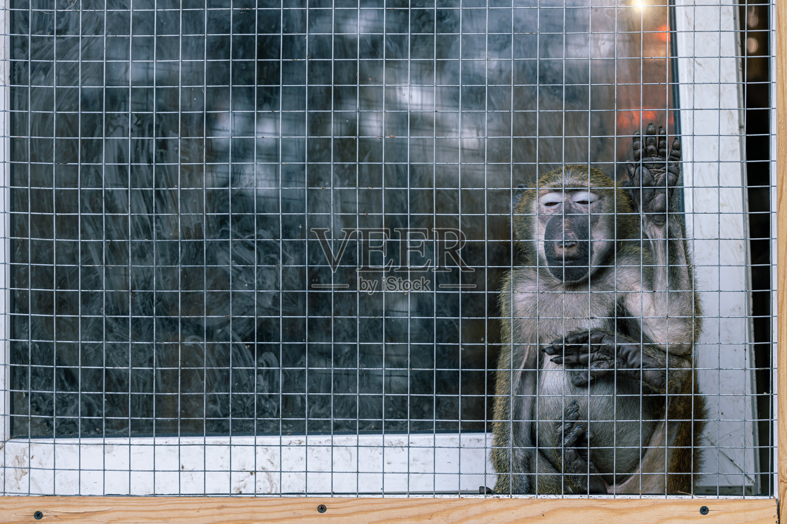 被囚禁在监狱里的猴子，庇护所，悲伤，残忍，动物主题概念壁纸广告概念照片摄影图片