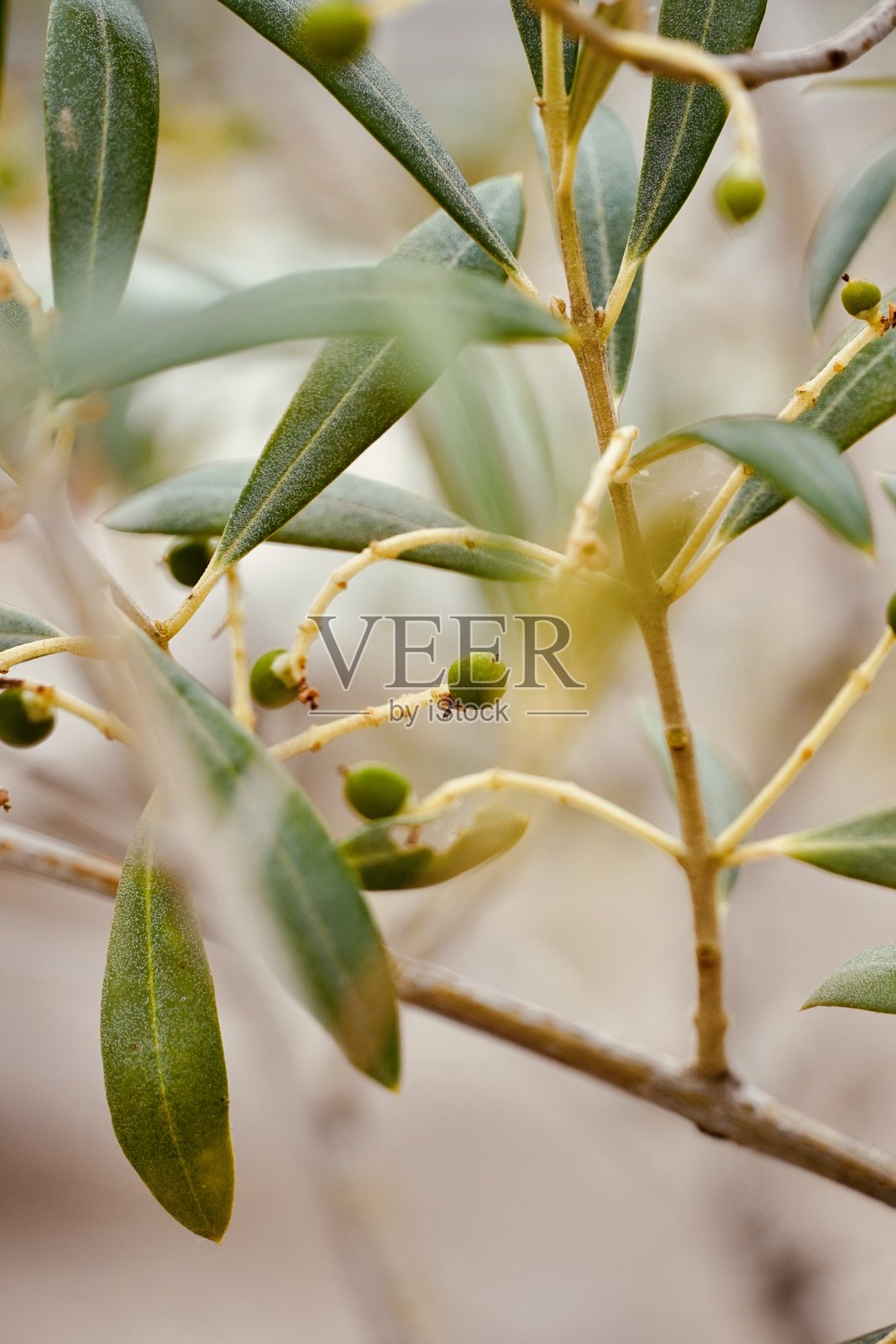 树枝上的嫩绿橄榄和干枯的花朵照片摄影图片