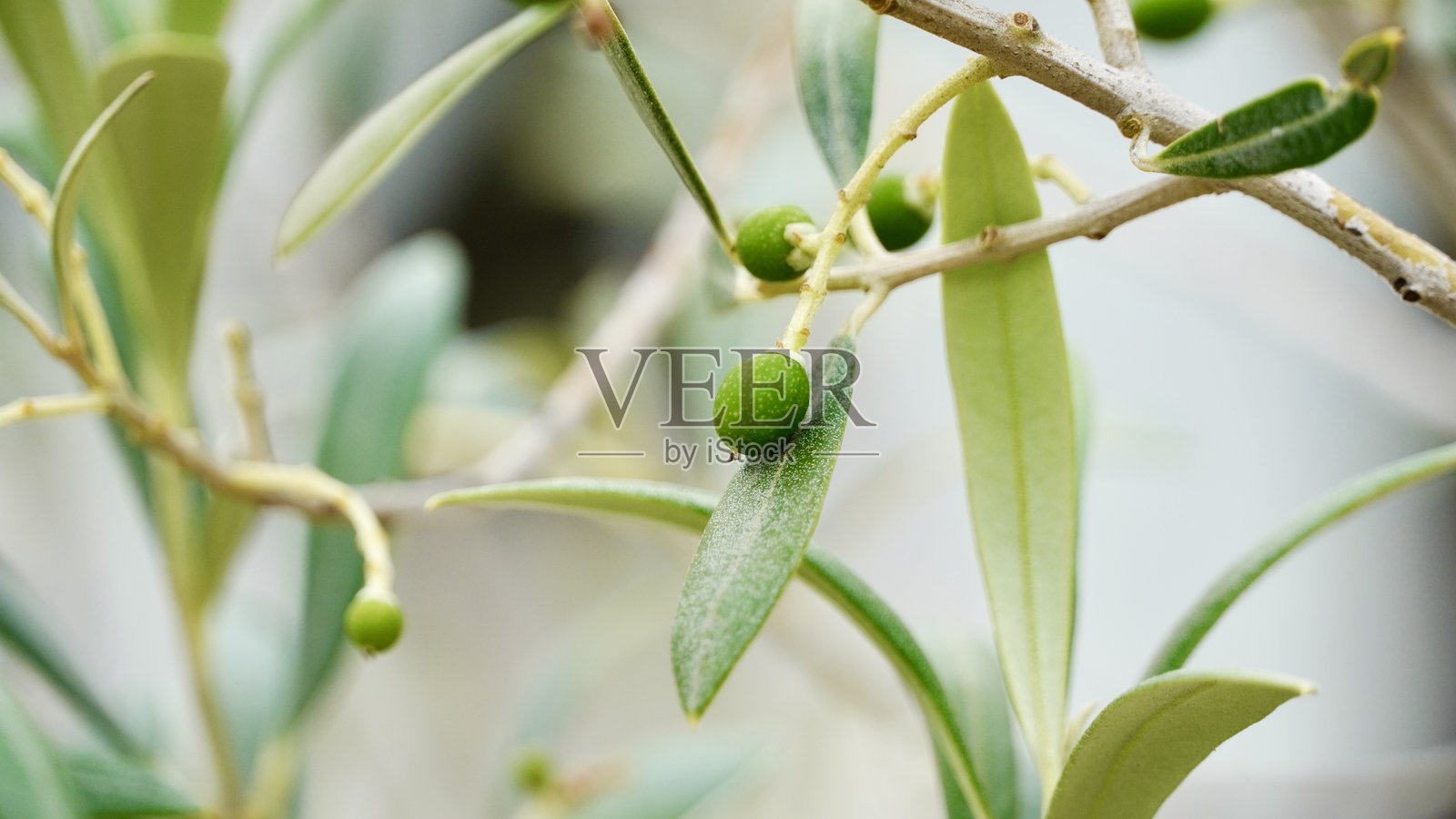 枝头上的嫩绿橄榄和干枯的花朵照片摄影图片