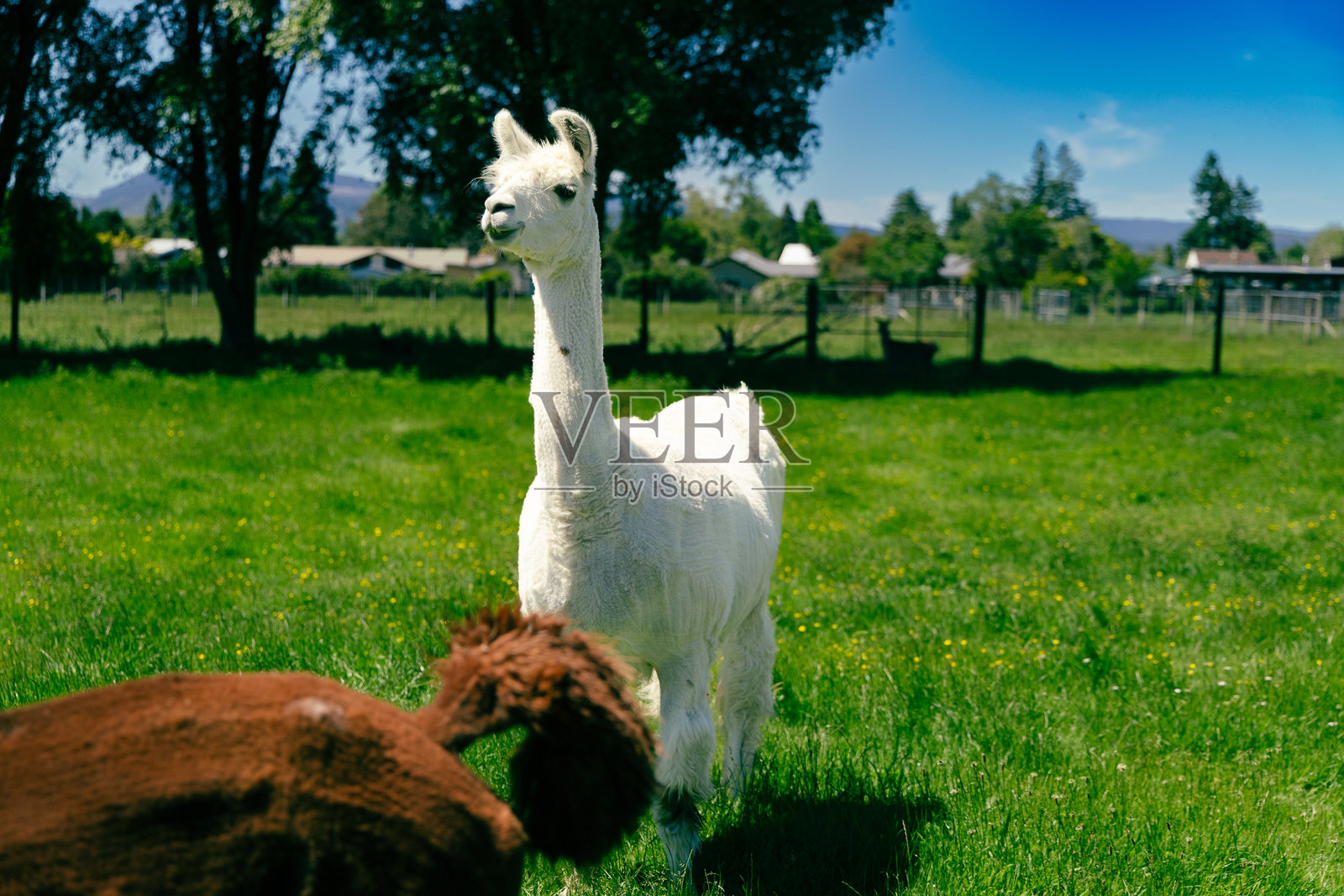 白色的羊驼站在阳光明媚的绿色牧场上照片摄影图片