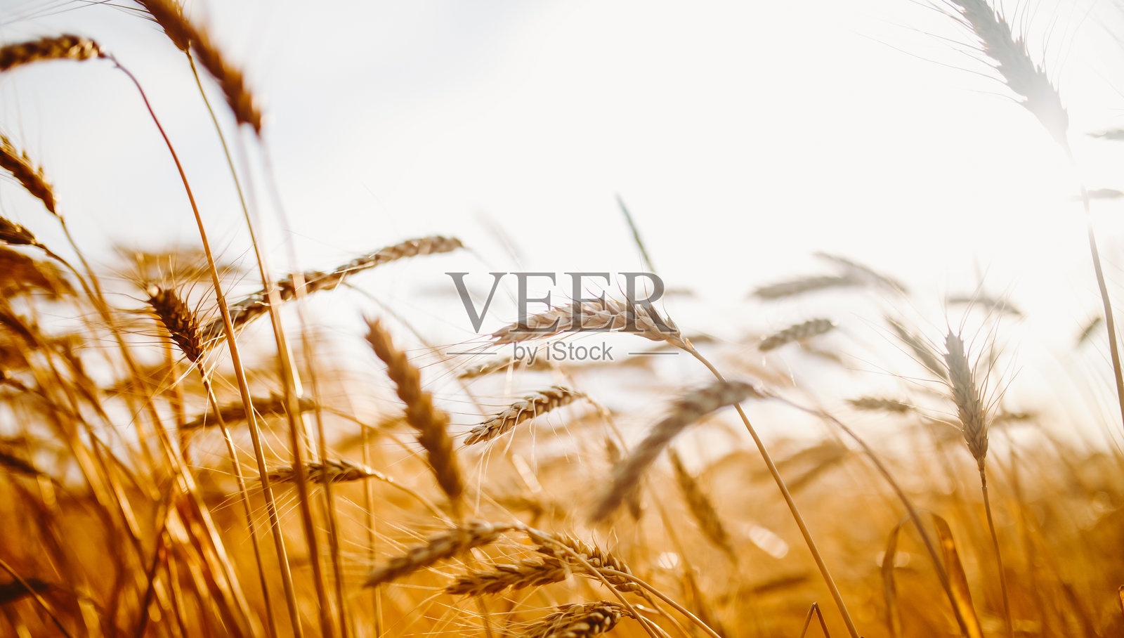 金黄的麦穗在农田里随着夕阳的光芒摇曳。照片摄影图片