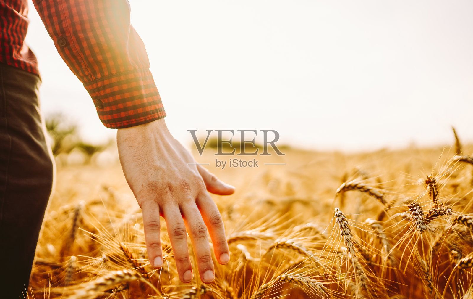 日落时分，一名男子在麦田中行走，触摸着丰收的麦穗。照片摄影图片