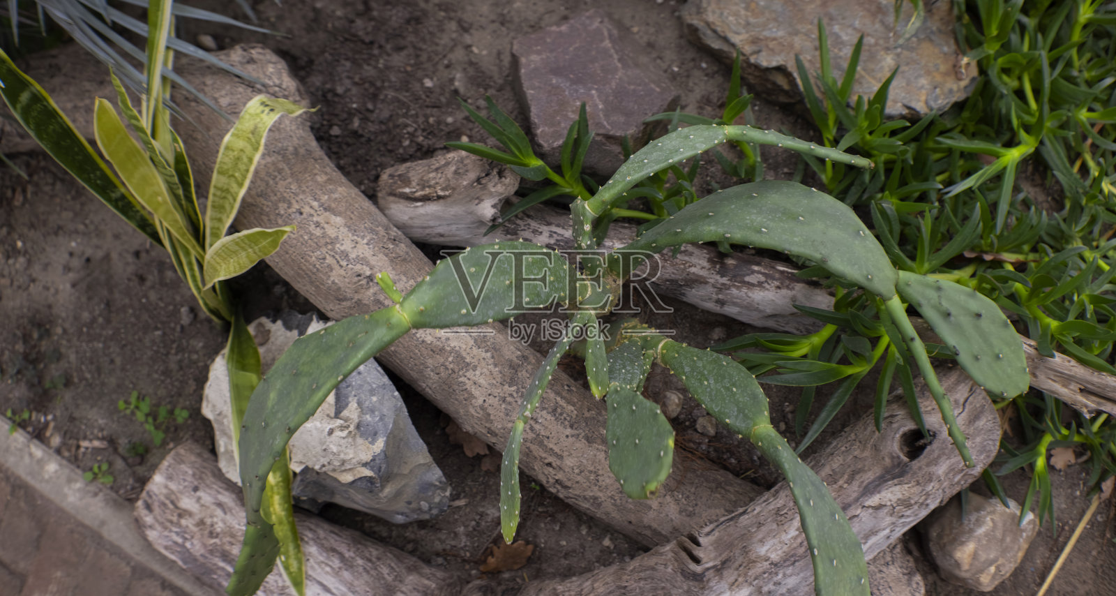 石头缝中的芦荟照片摄影图片