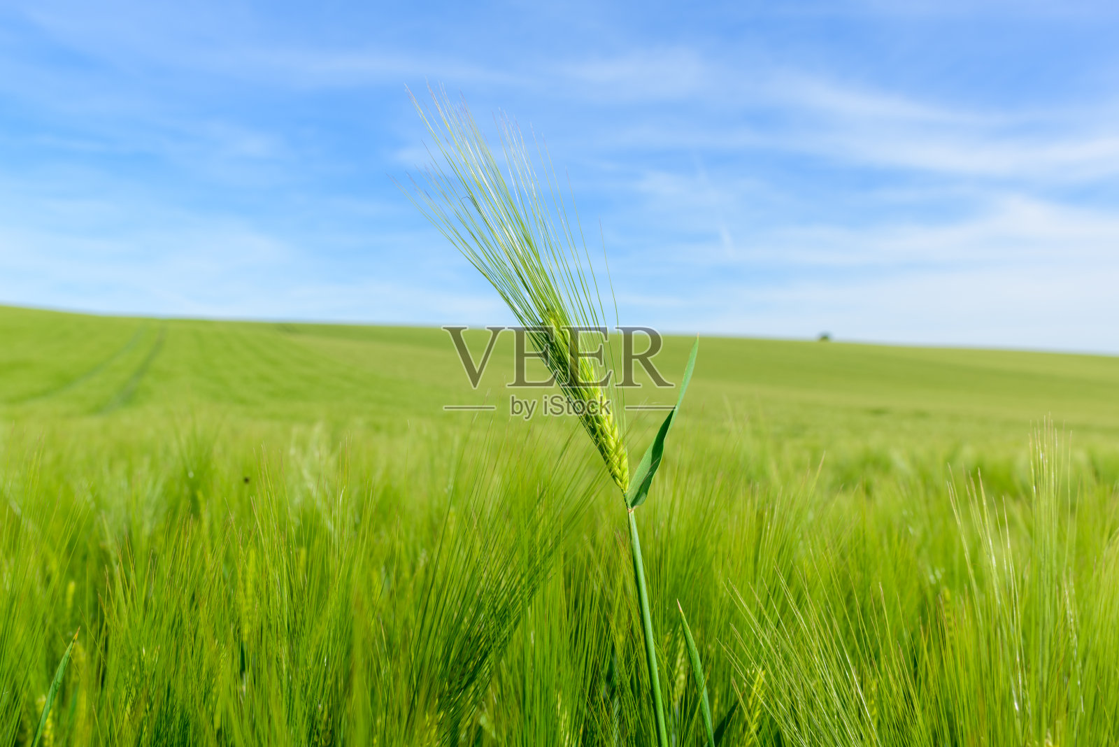 生机勃勃的春日田野里的一根大麦穗照片摄影图片