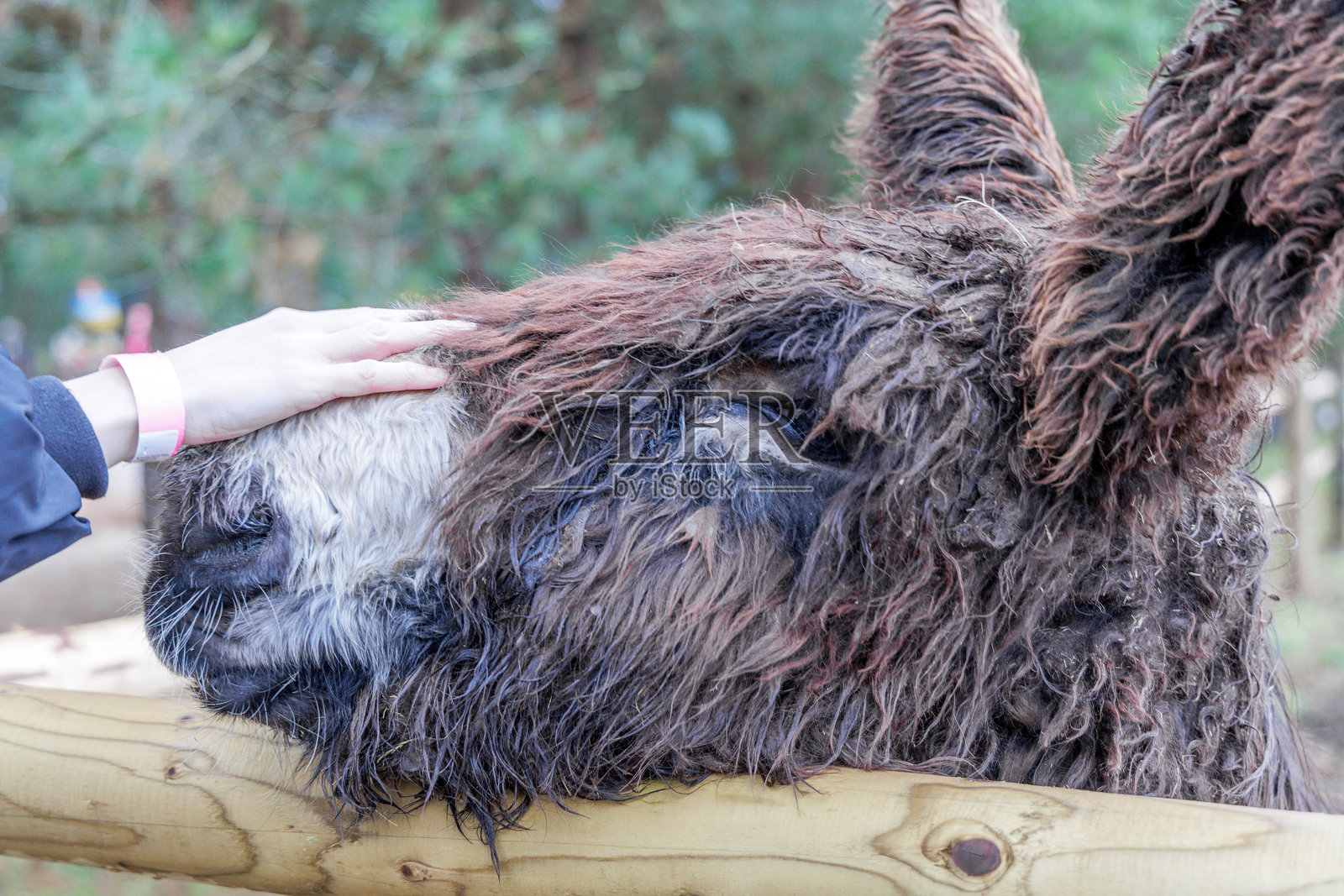 特写：有人正在抚摸一只毛茸茸的普瓦图驴照片摄影图片