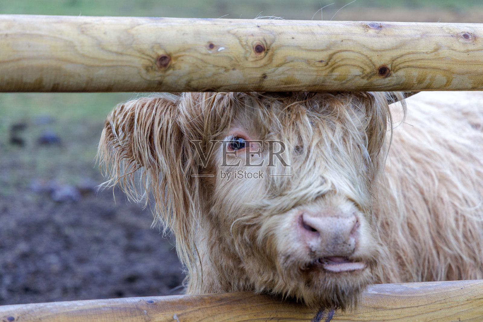 年轻的高地小牛从木栅栏里探出头来照片摄影图片