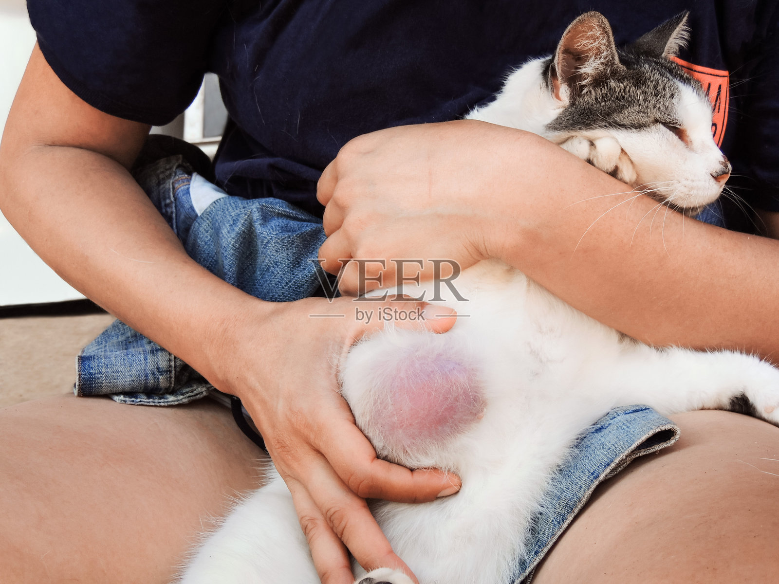 主人在家中抱着患有晚期乳腺肿瘤的猫咪照片摄影图片