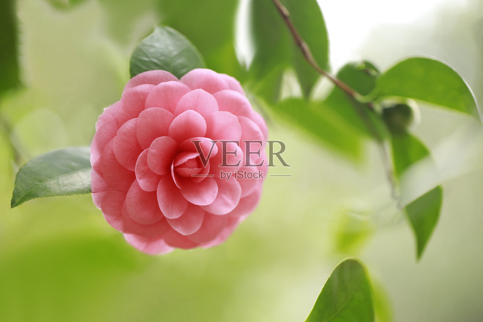 山茶花照片摄影图片