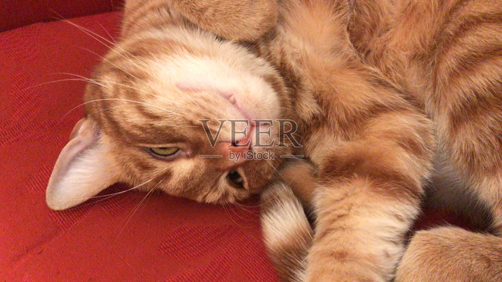 我美丽的红猫杰克照片摄影图片