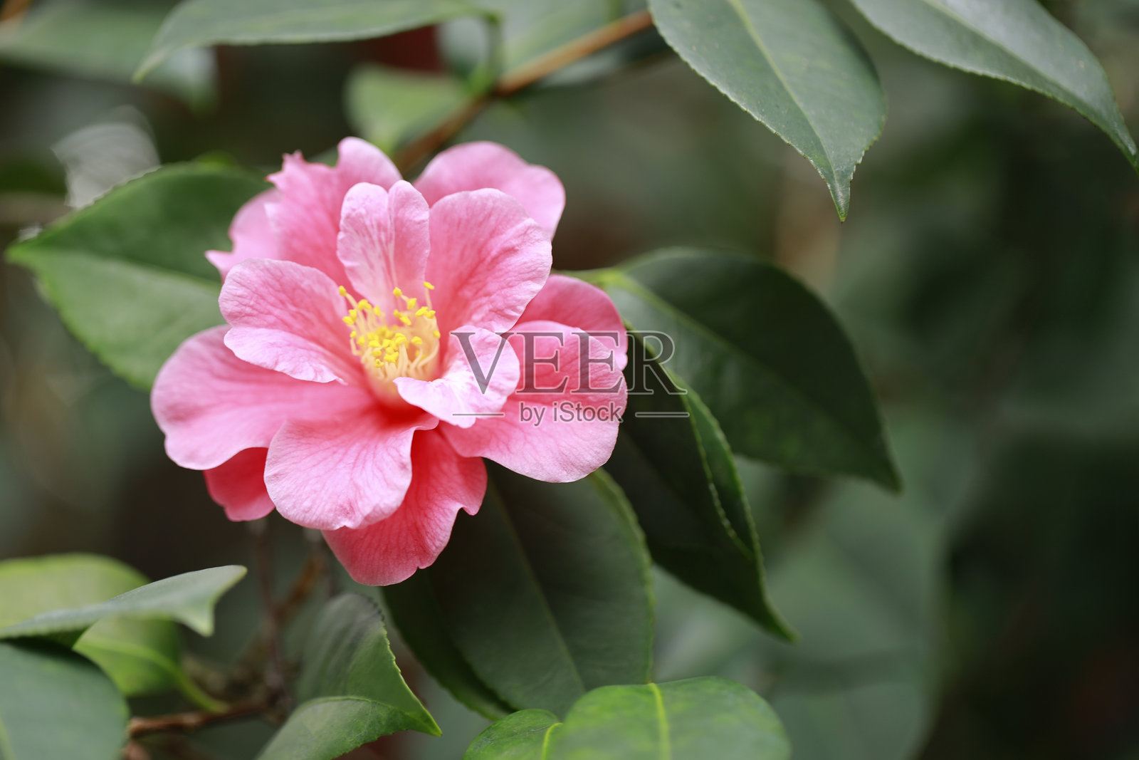 山茶花照片摄影图片