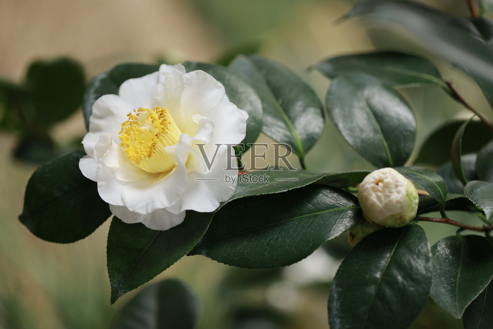 山茶花照片摄影图片