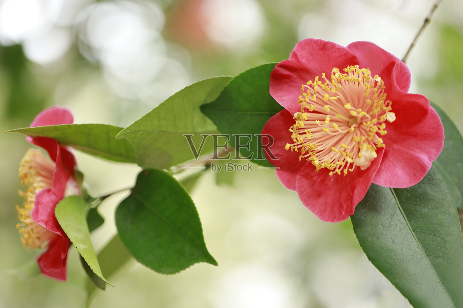 山茶花照片摄影图片