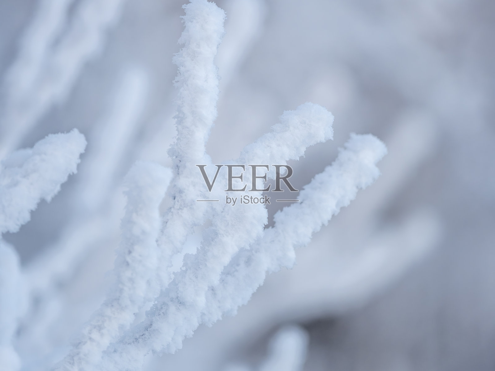 冬日枝桠，白雪覆裹，寒霜凝结，雪花飘落。冰封的树枝。照片摄影图片