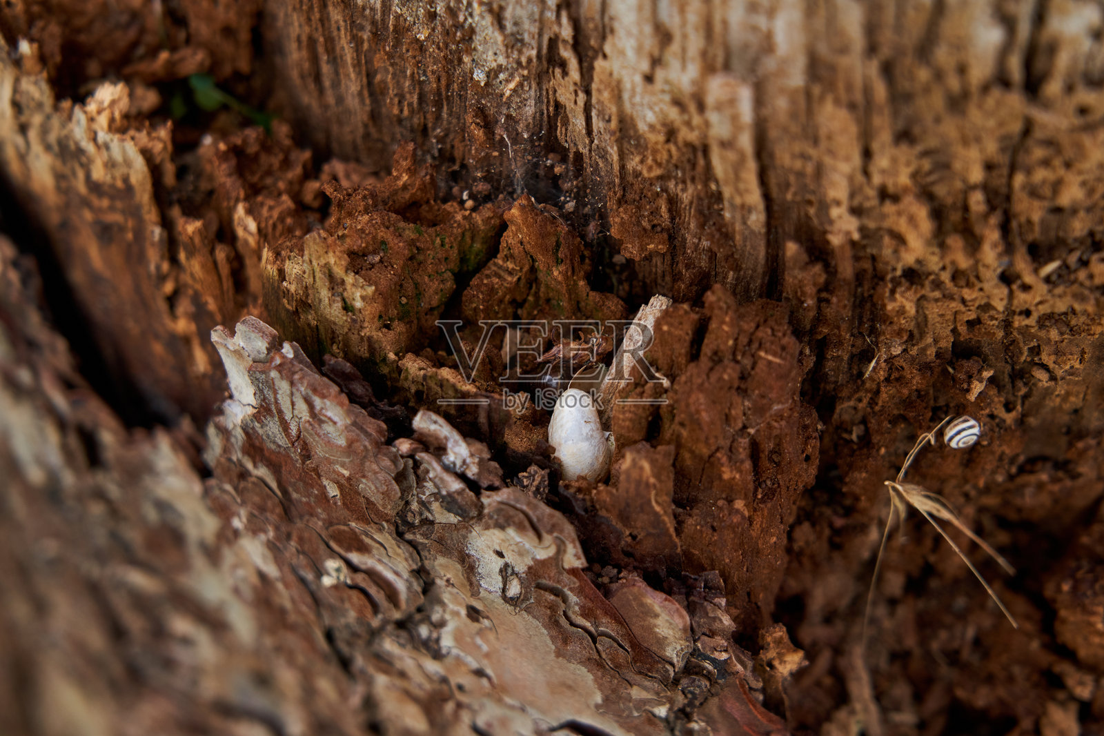 树干特写照片摄影图片