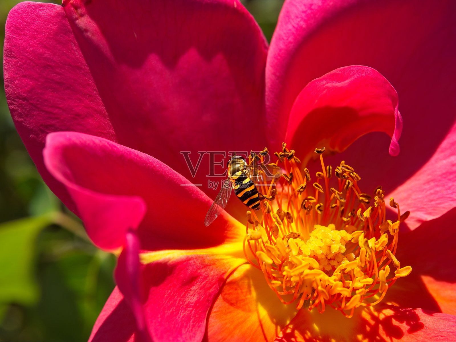 勤劳的蜜蜂在红花中采集花蜜，为蜂巢工作照片摄影图片