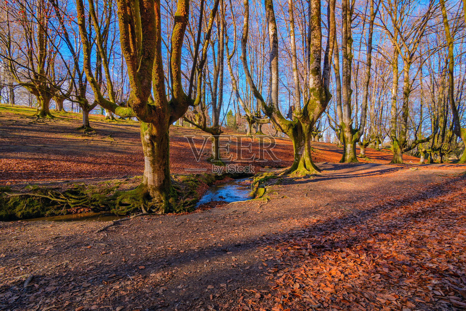 西班牙巴斯克地区奥萨雷塔森林照片摄影图片