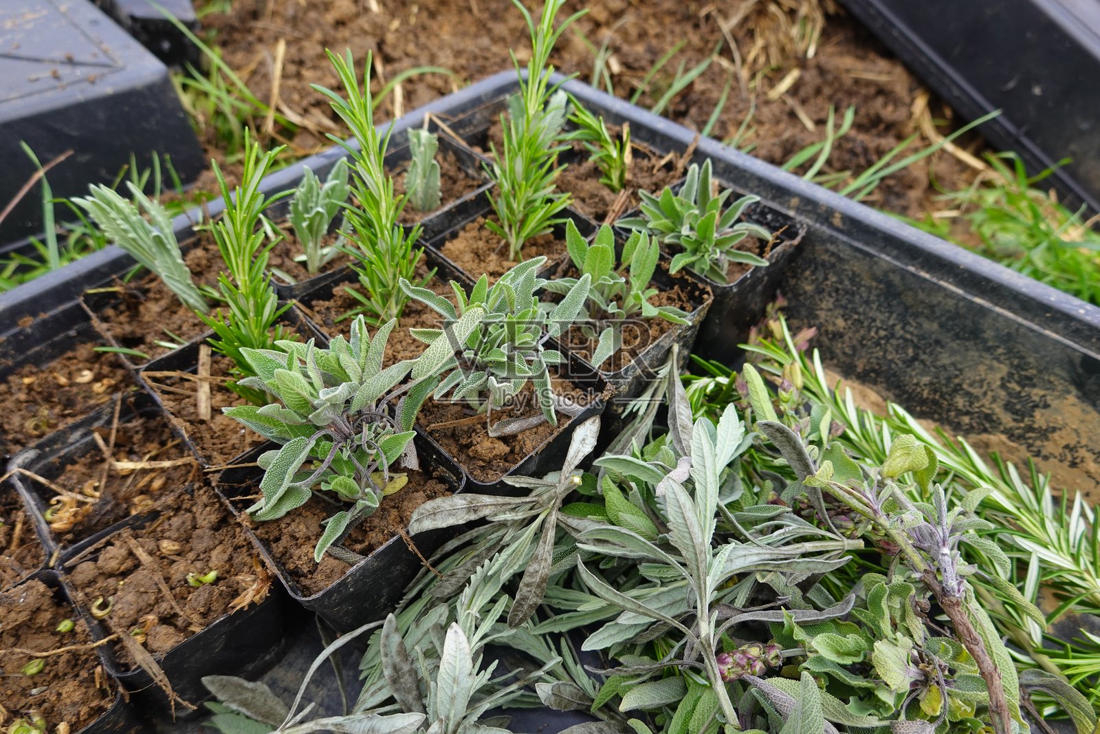 园丁在盆中种植小芳香植物照片摄影图片