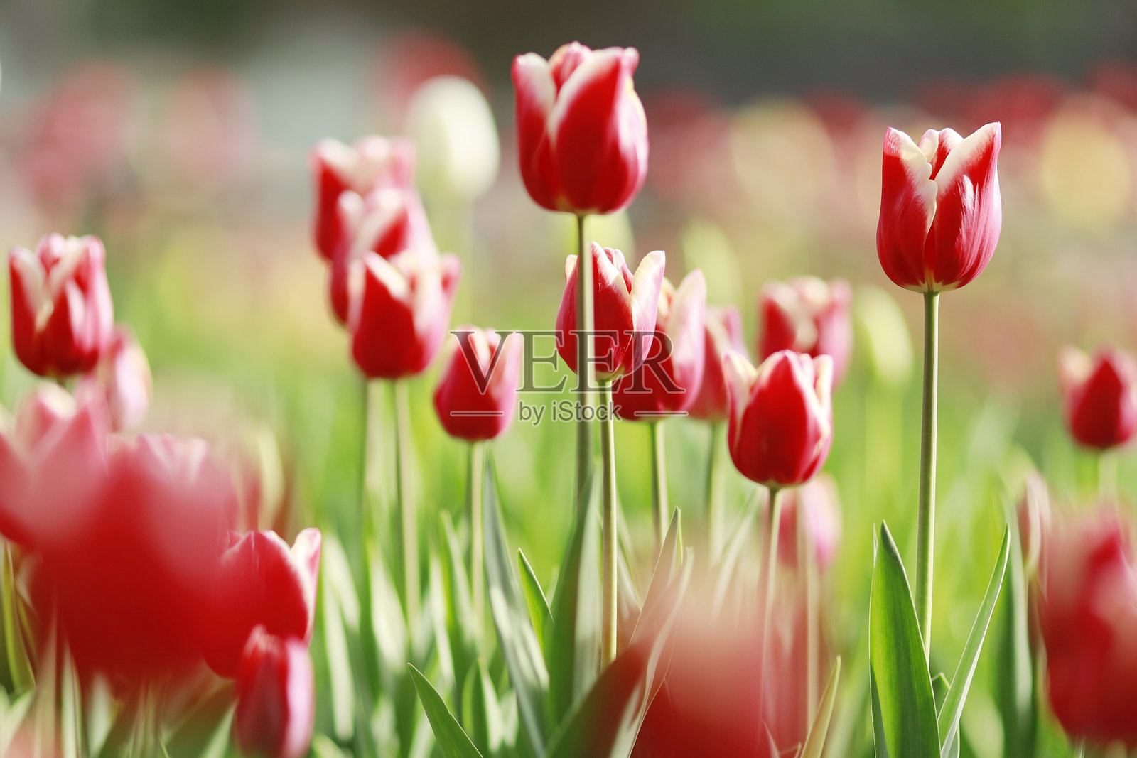 郁金香照片摄影图片