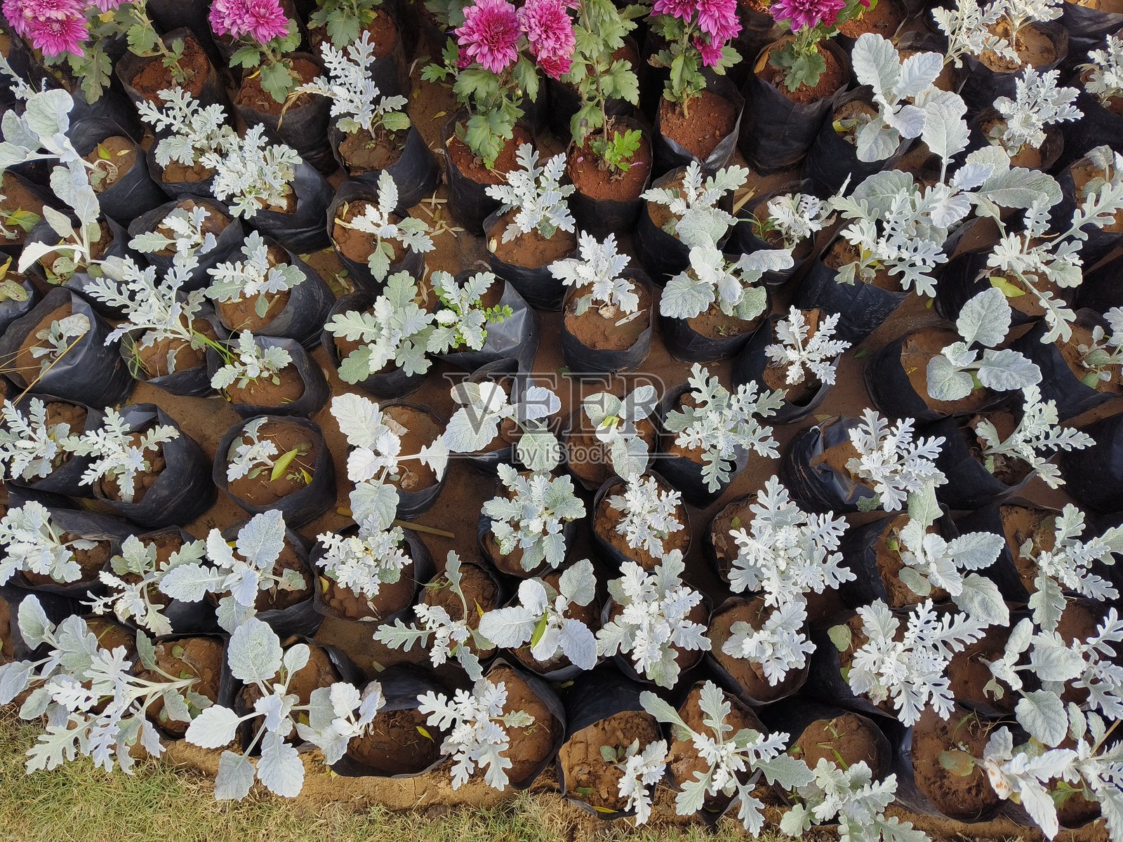 年轻的尘埃米勒植物照片摄影图片