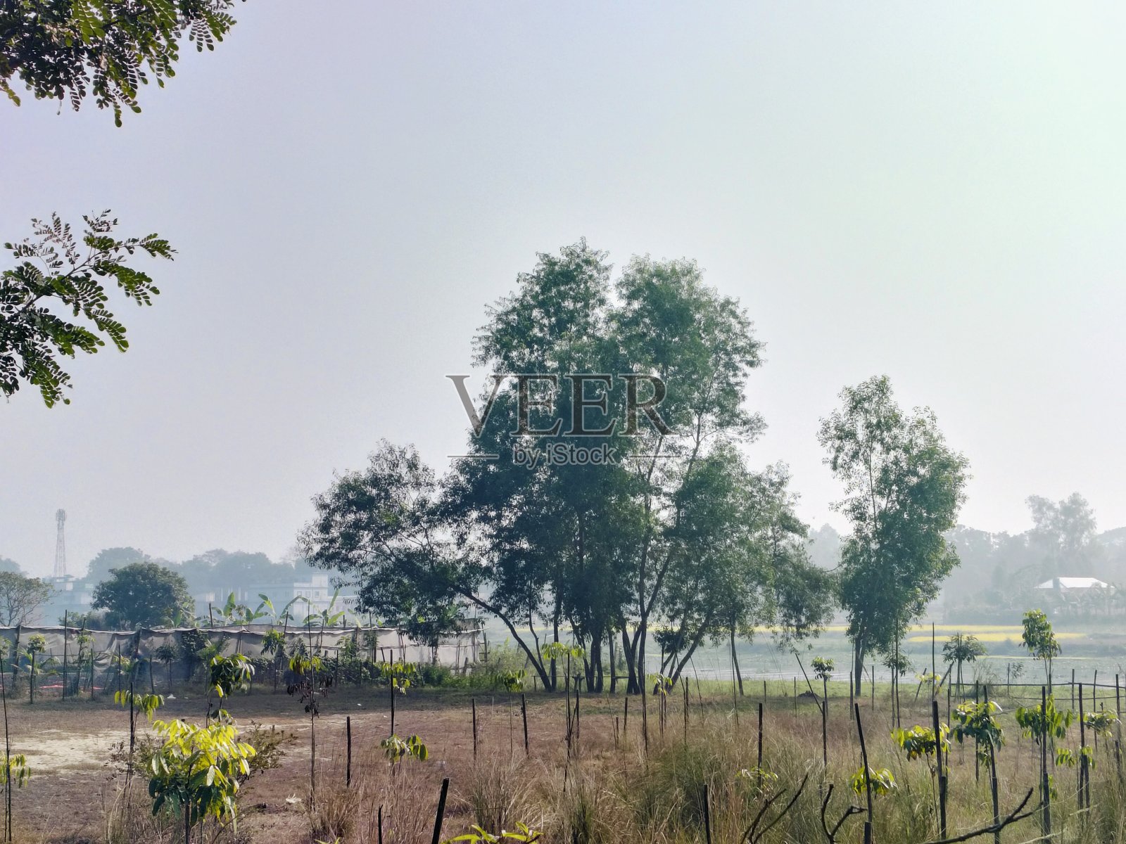 乡村田野里的绿色树木照片摄影图片