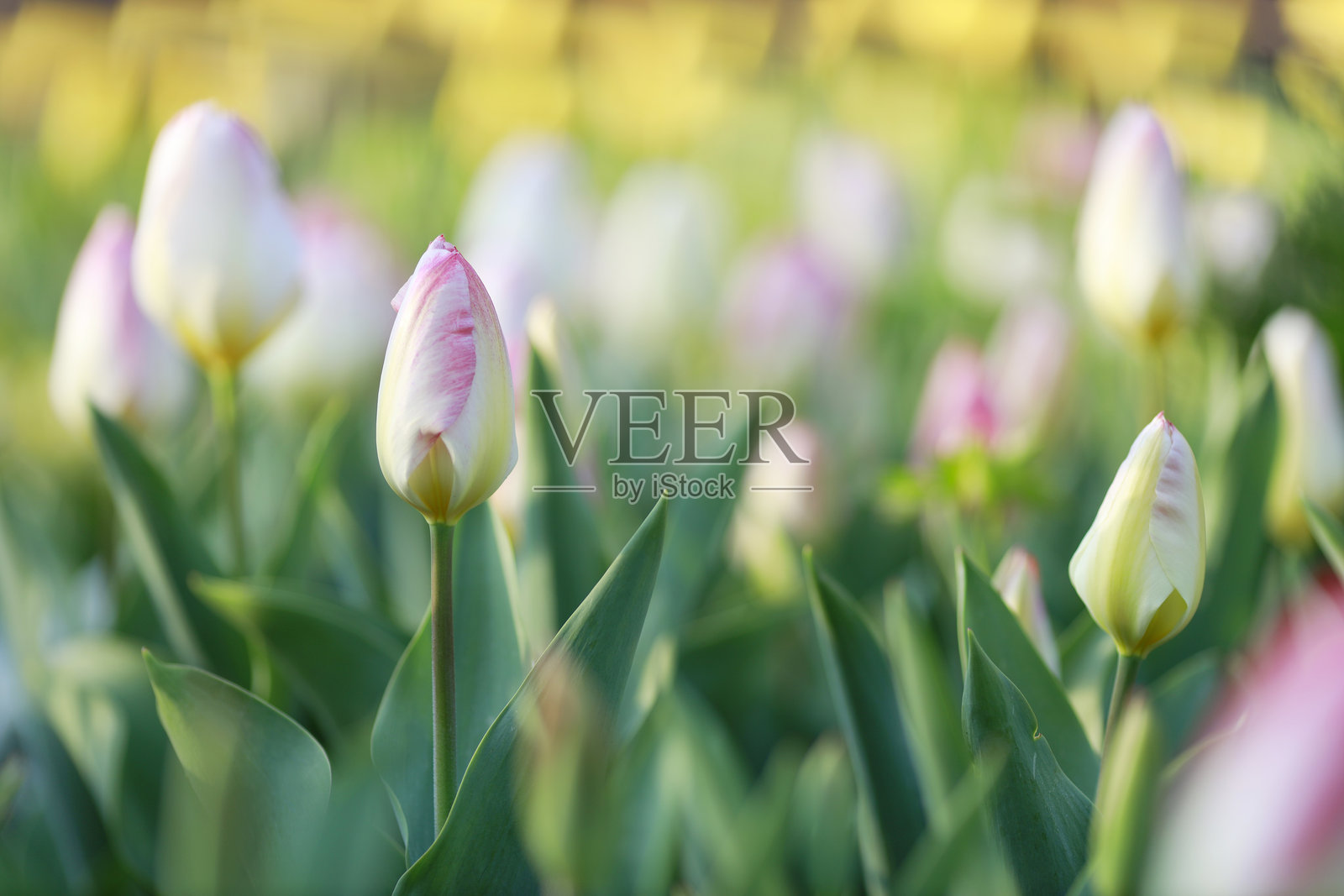 郁金香照片摄影图片