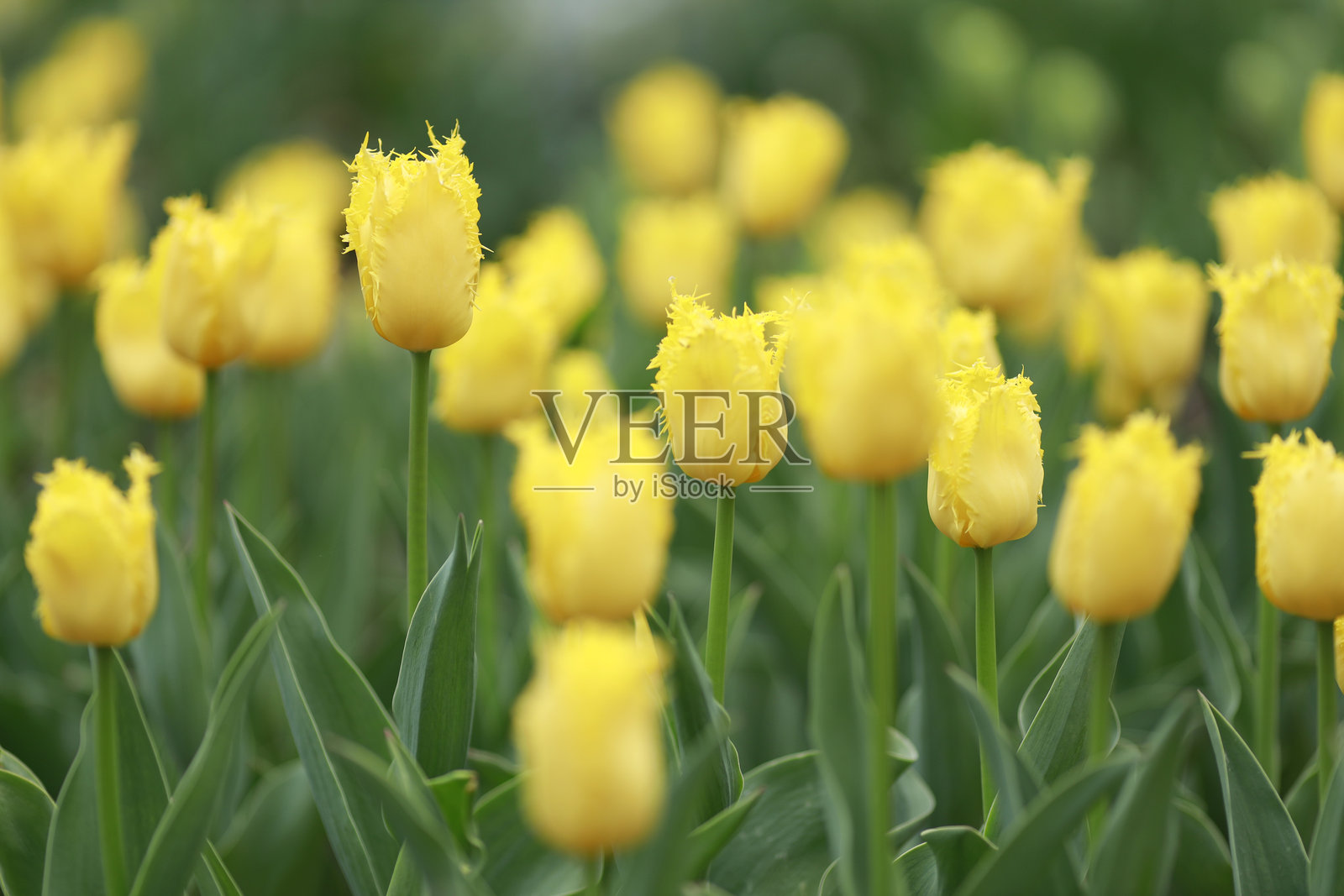 郁金香照片摄影图片