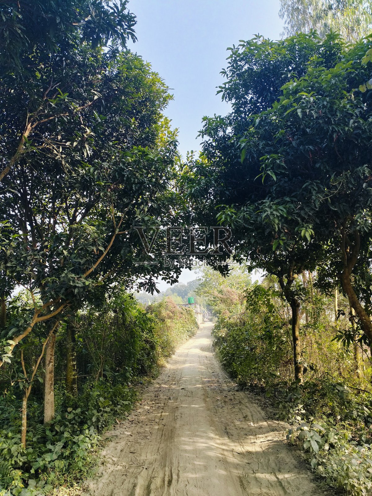 绿树成荫的乡村小路照片摄影图片