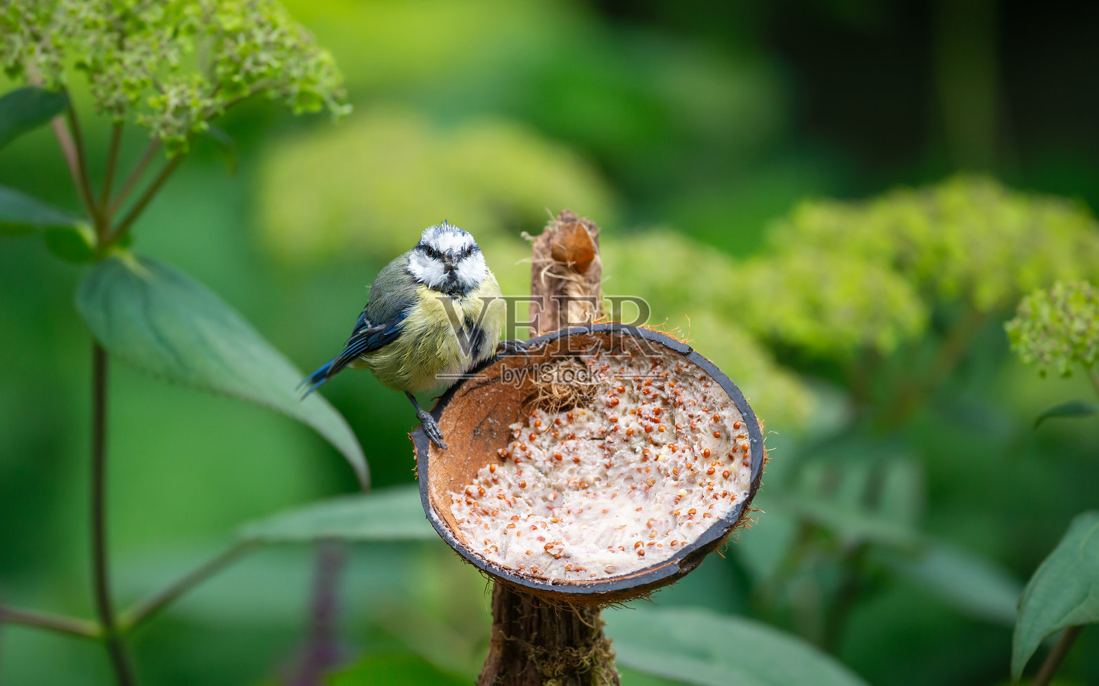 花园里，蓝山雀雏鸟正在喂食装满猪油的椰子鸟喂食器照片摄影图片