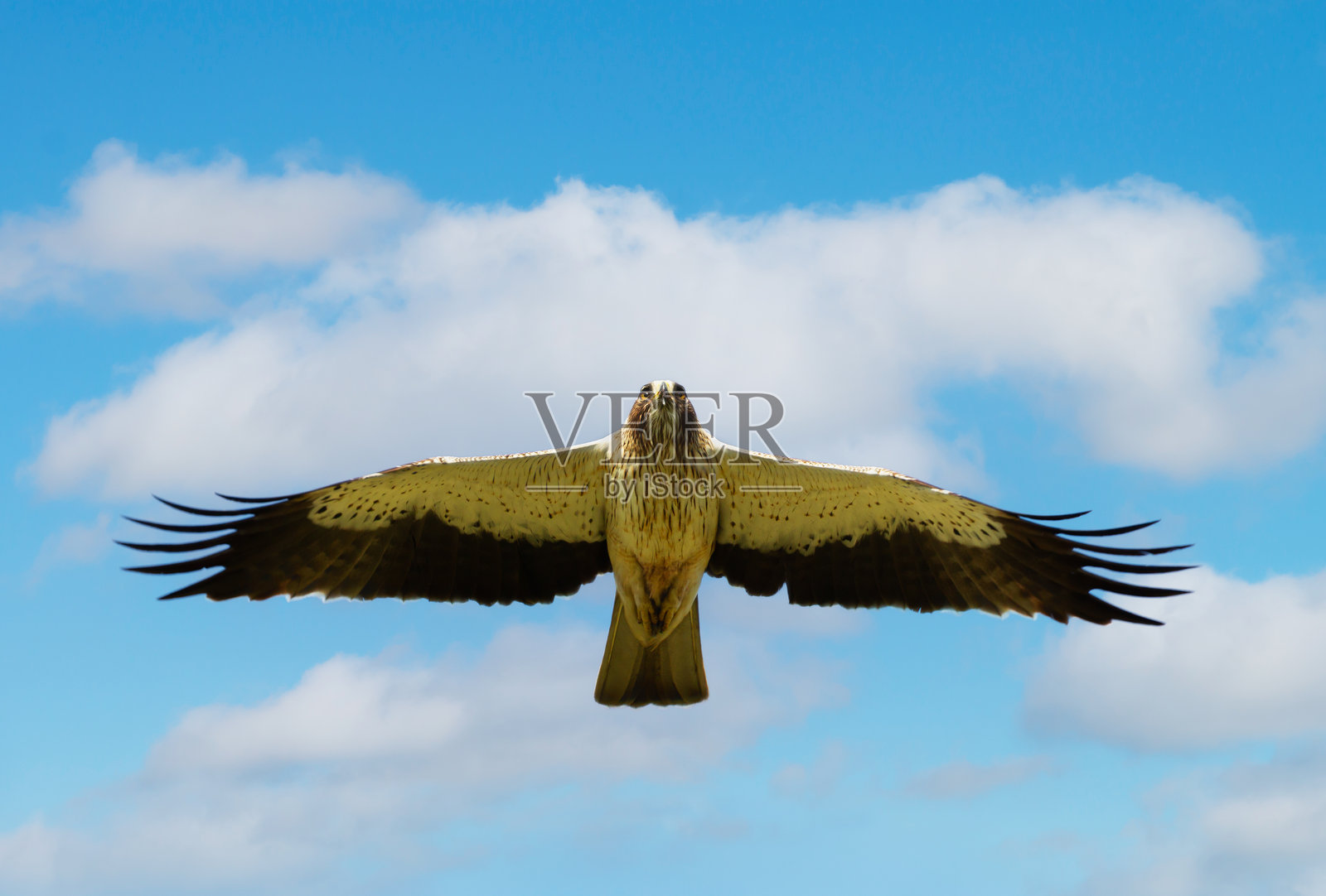 靴雕在蓝天下展翅高飞照片摄影图片