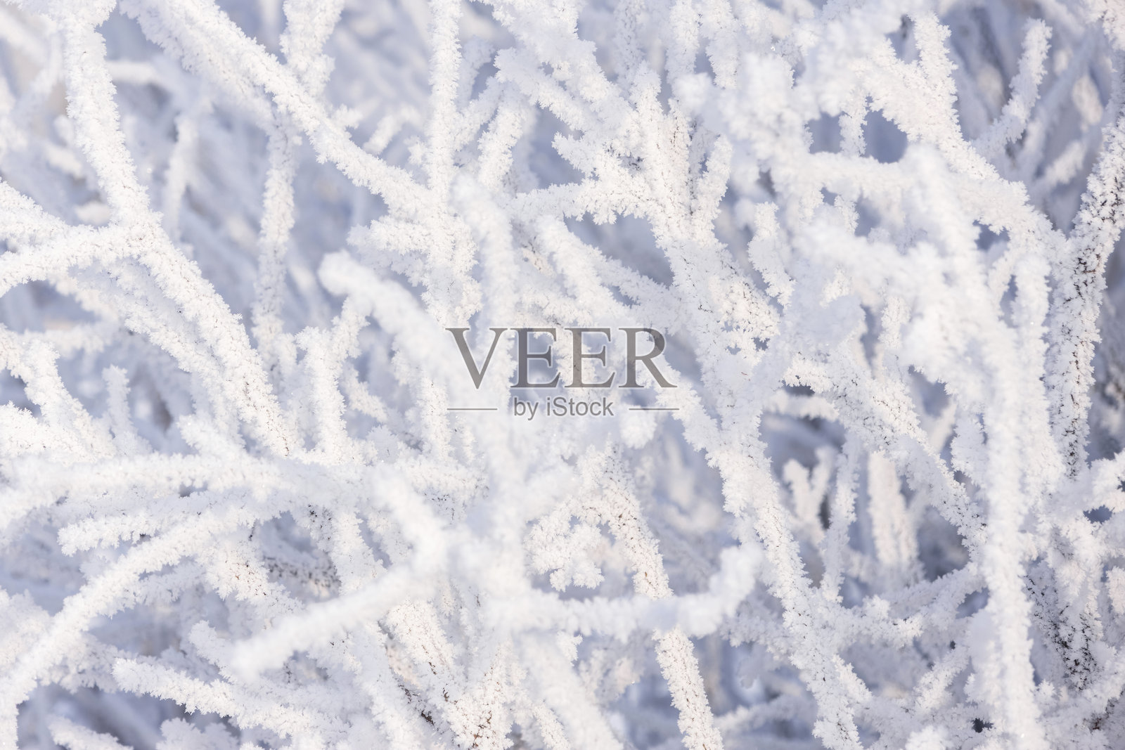 冬日公园里，灌木丛的枝条被白雪覆盖，冻成了冰挂。照片摄影图片