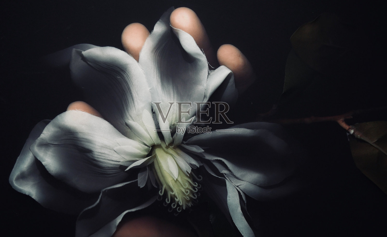 黑暗中手持大型人造白花的特写照片摄影图片