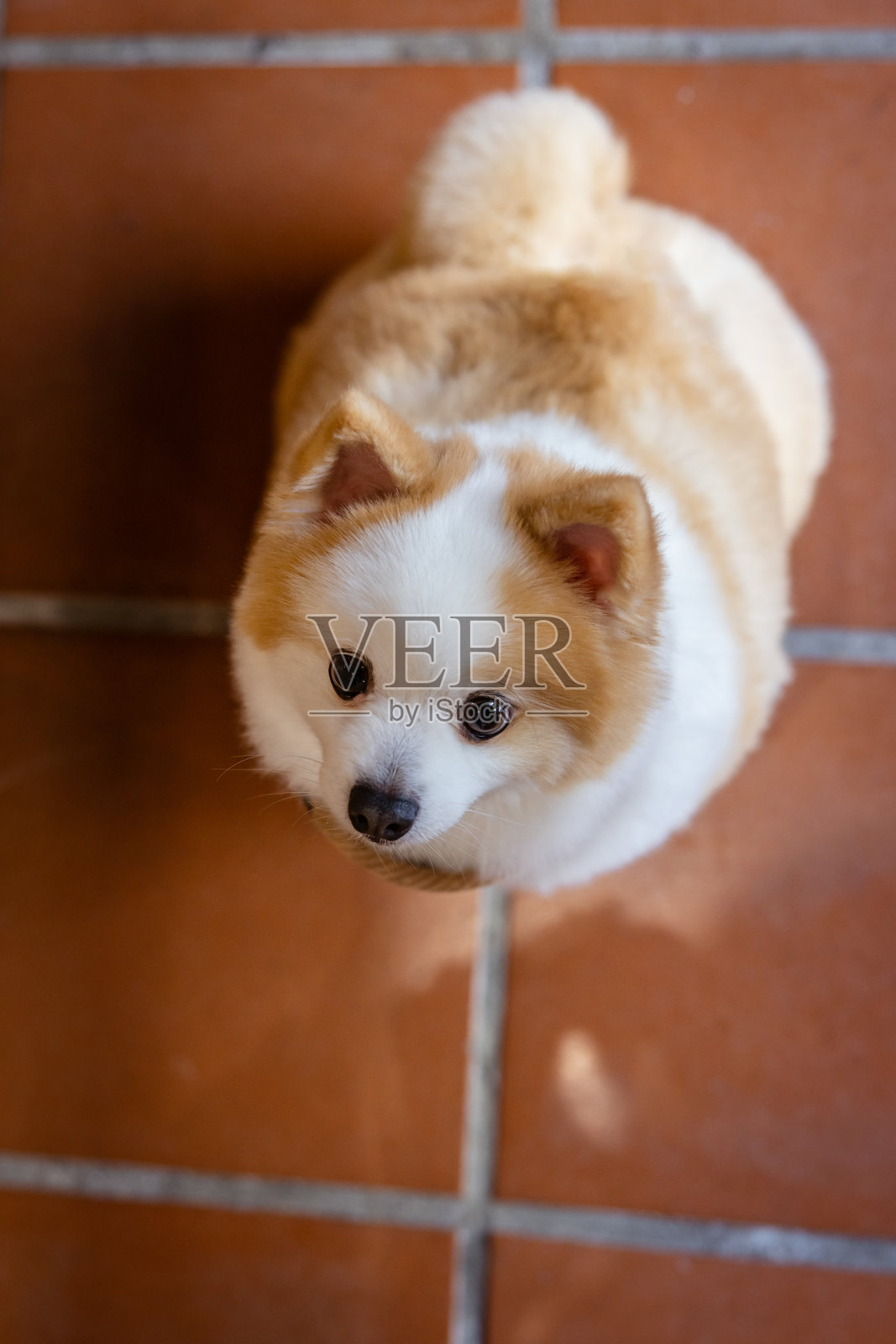 家犬在地板上坐着。照片摄影图片