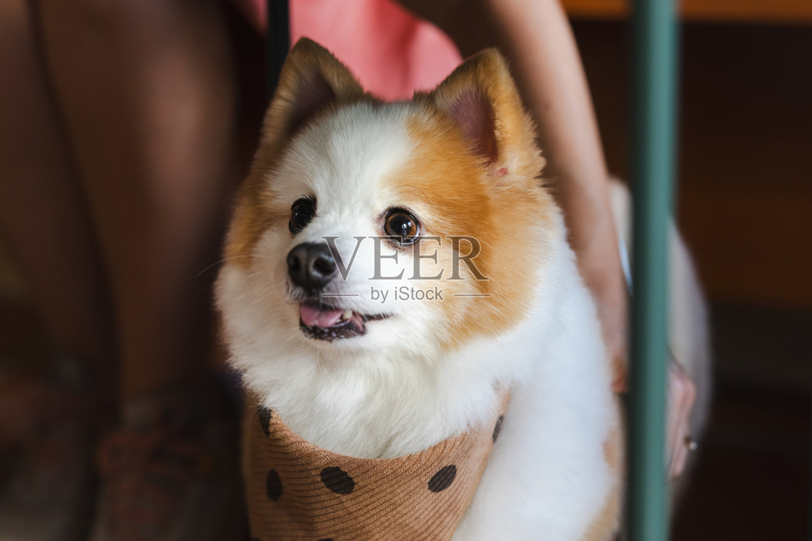 博美犬肖像照片摄影图片