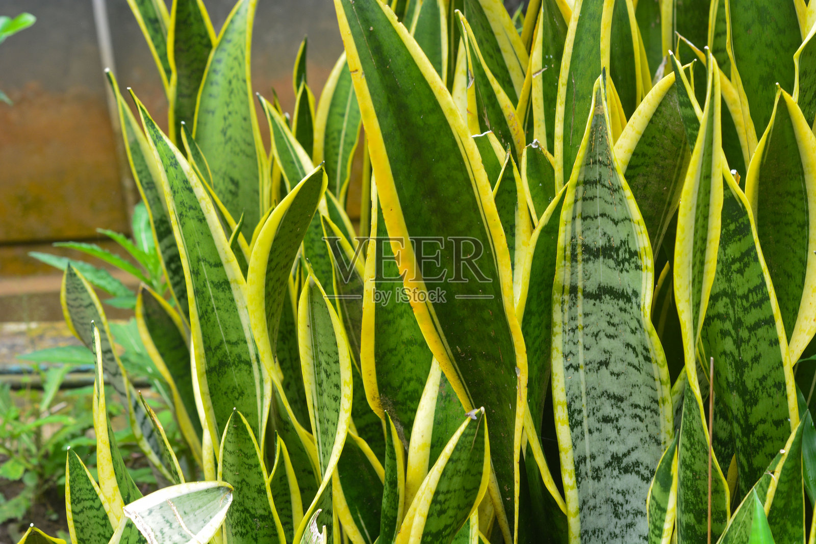 一个质朴的木架，上面装饰着绿色玻璃器皿、一个绿色喷壶和一盆茂密的植物，背景墙光线柔和，营造出宁静的氛围。照片摄影图片