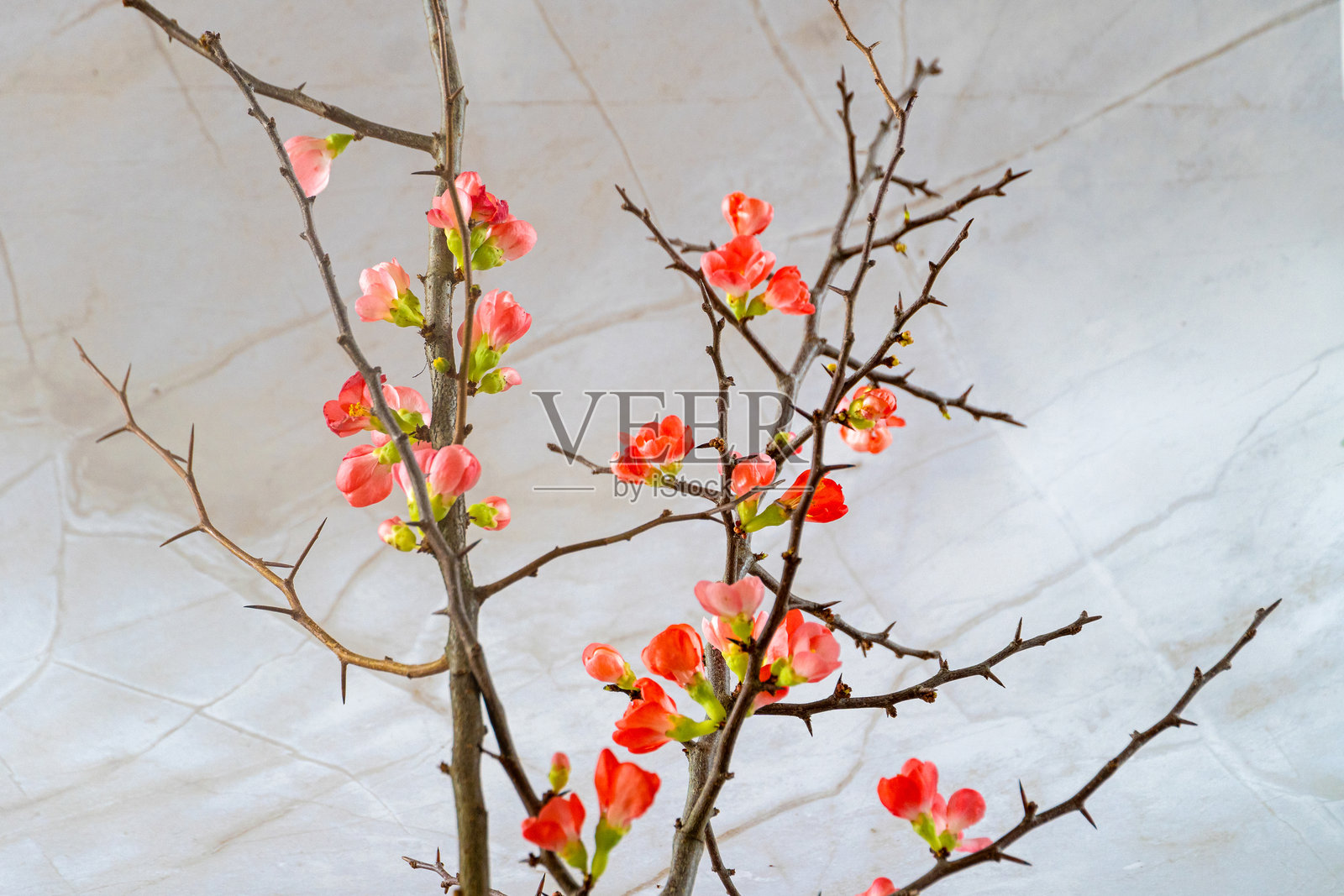 榅桲花枝照片摄影图片