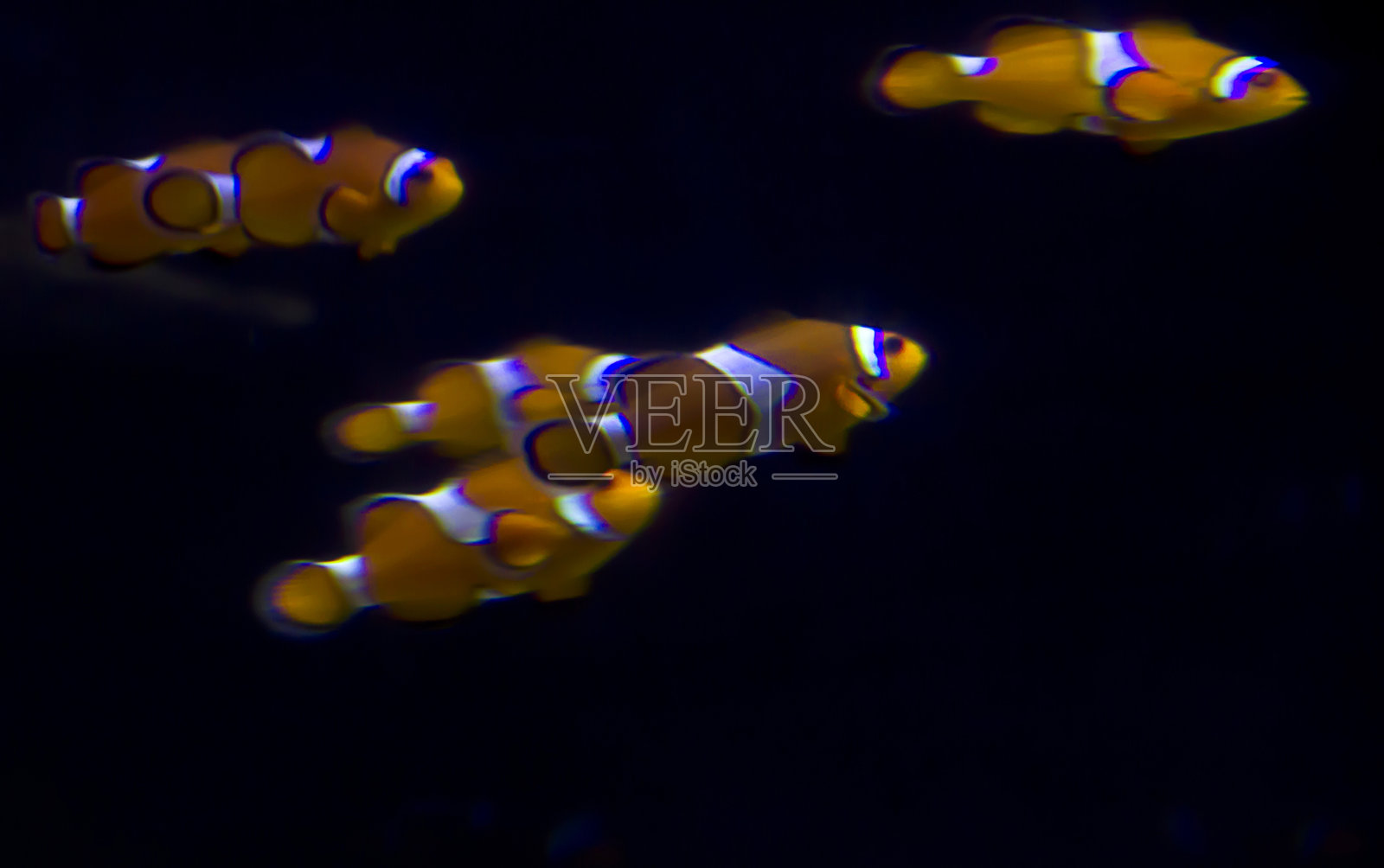 小丑鱼在海水水族箱中照片摄影图片