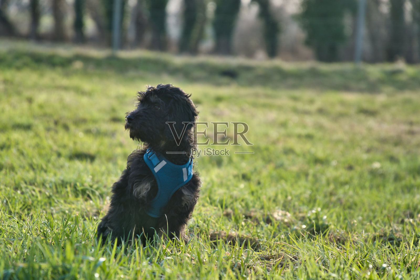 戴着蓝色牵引绳的金毛贵宾犬坐在阳光明媚的草地上照片摄影图片