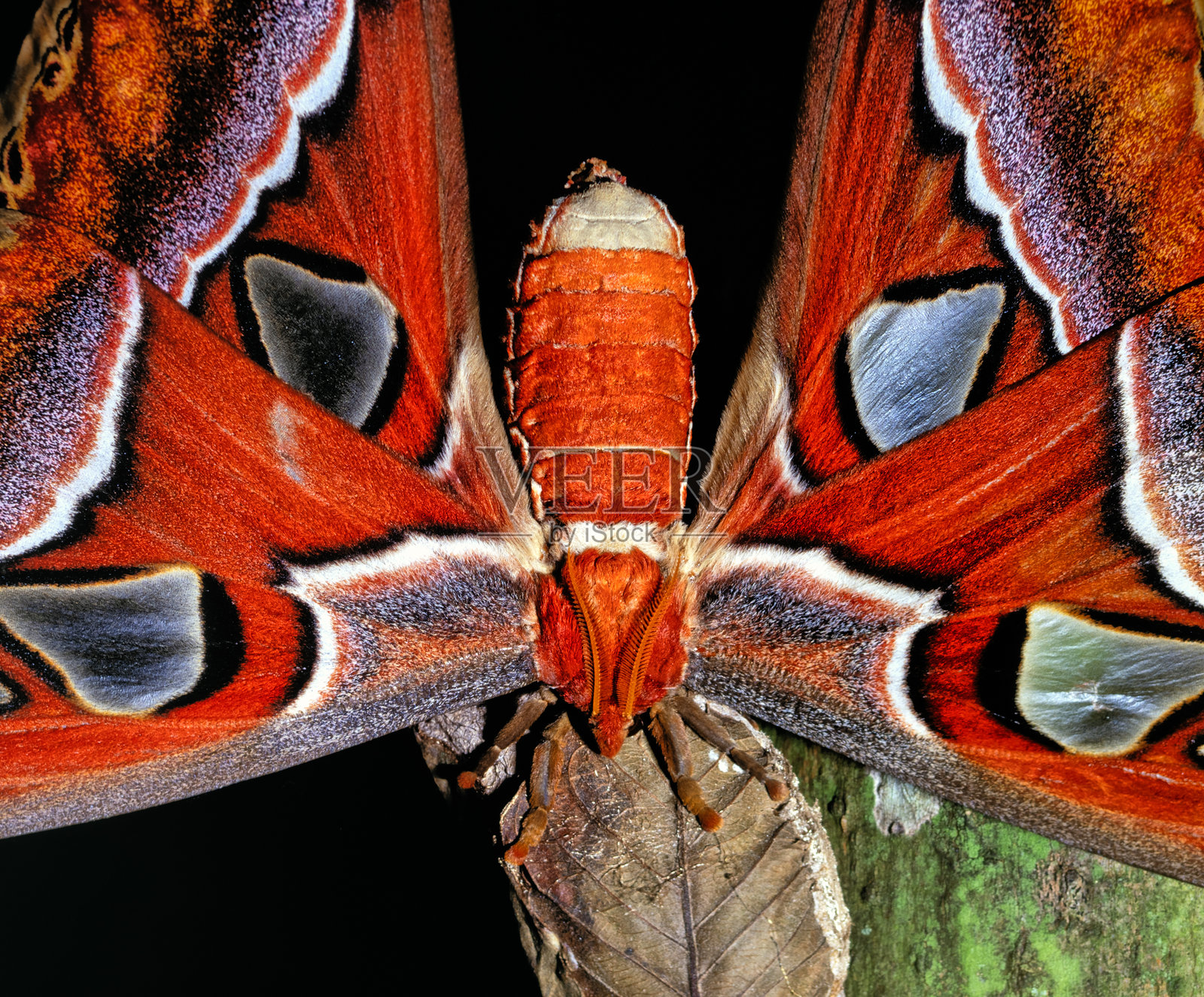 Attacus atlas，即皇蛾，是一种大型的蚕蛾科蛾类。照片摄影图片