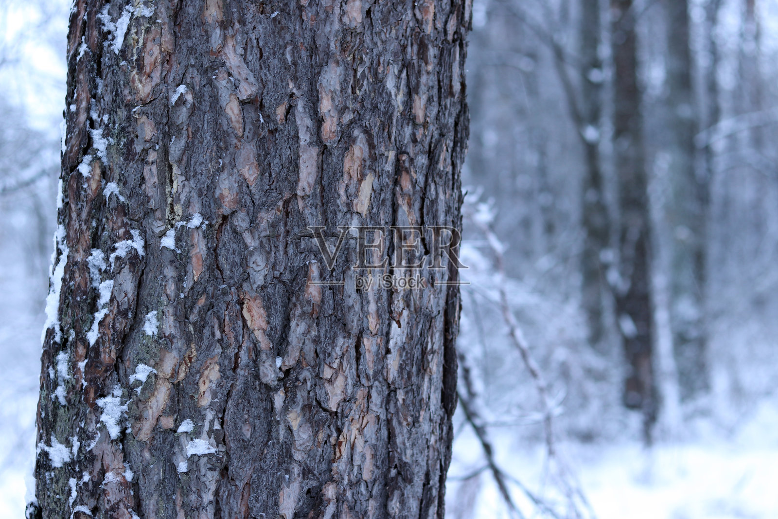 雪林背景下的树干照片摄影图片