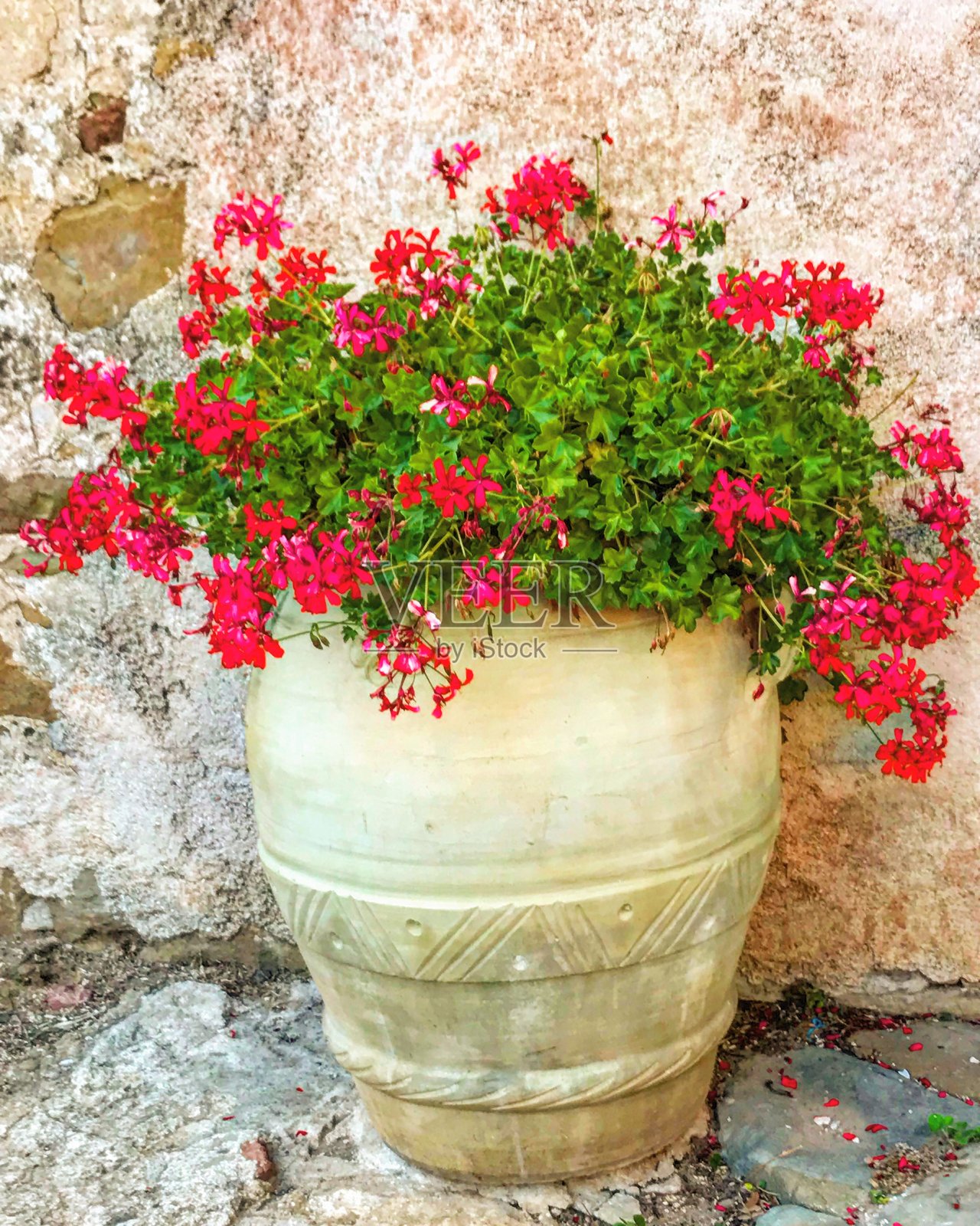 我花园里的花照片摄影图片