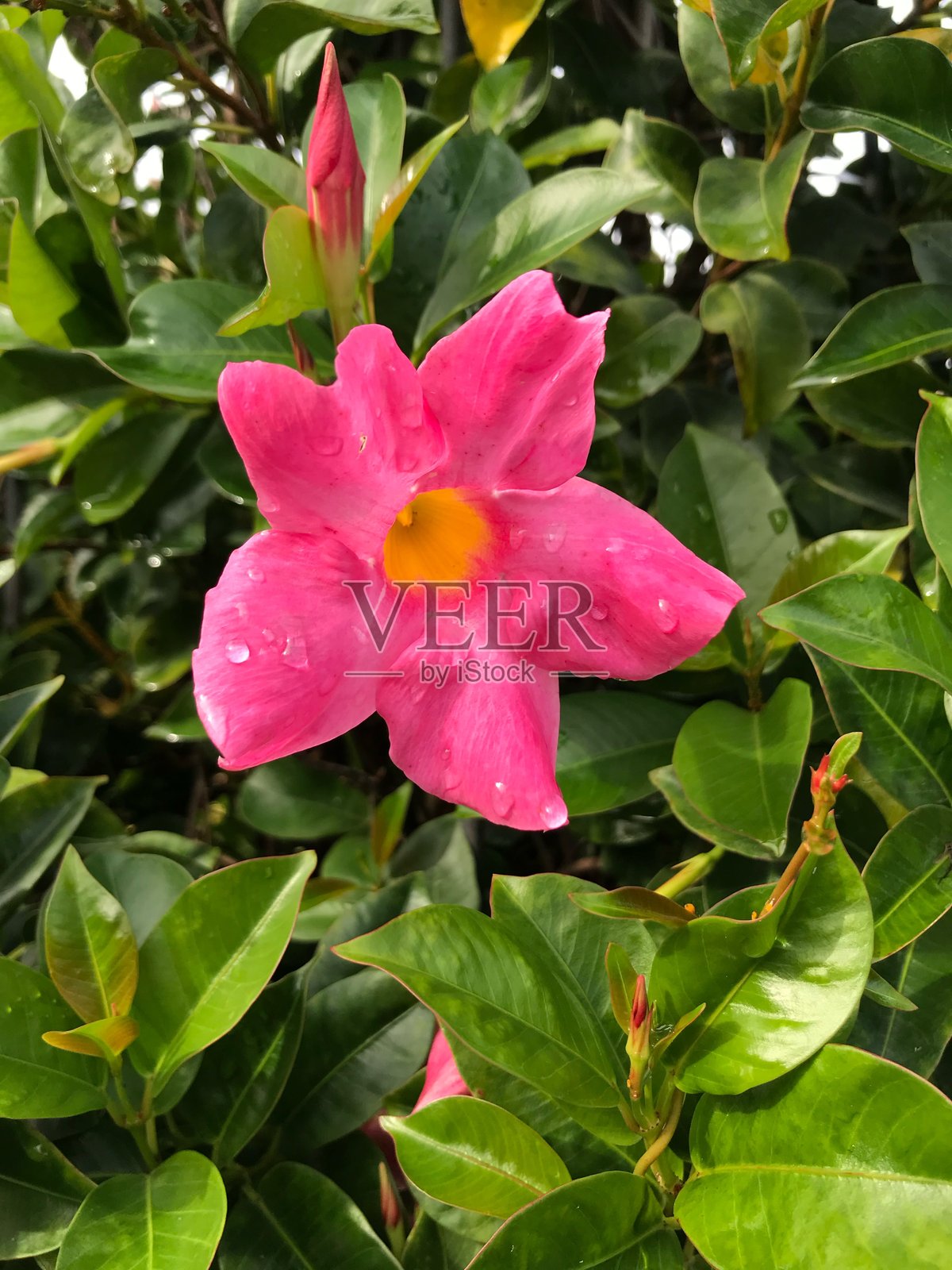 我的花园里的花照片摄影图片