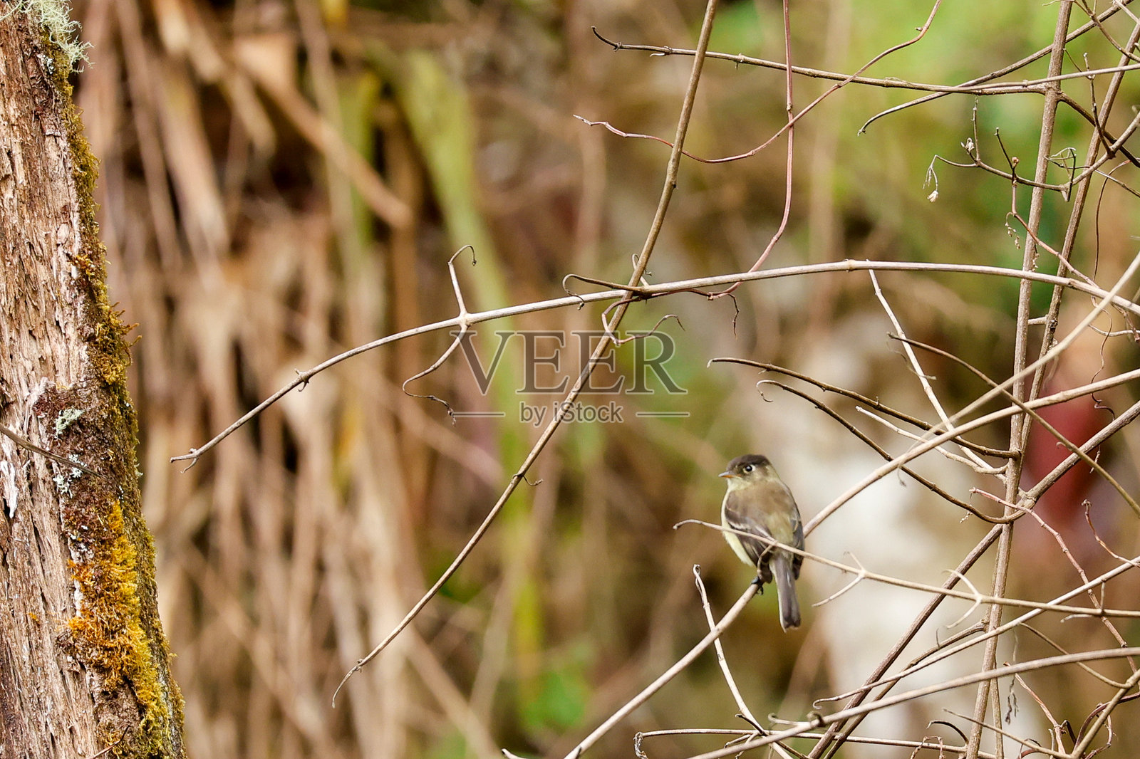湿热带的鸟类照片摄影图片